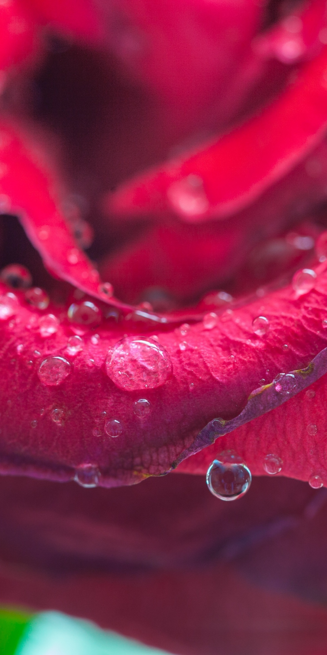Rose, drops, pink, close up, 1080x2160 wallpaper