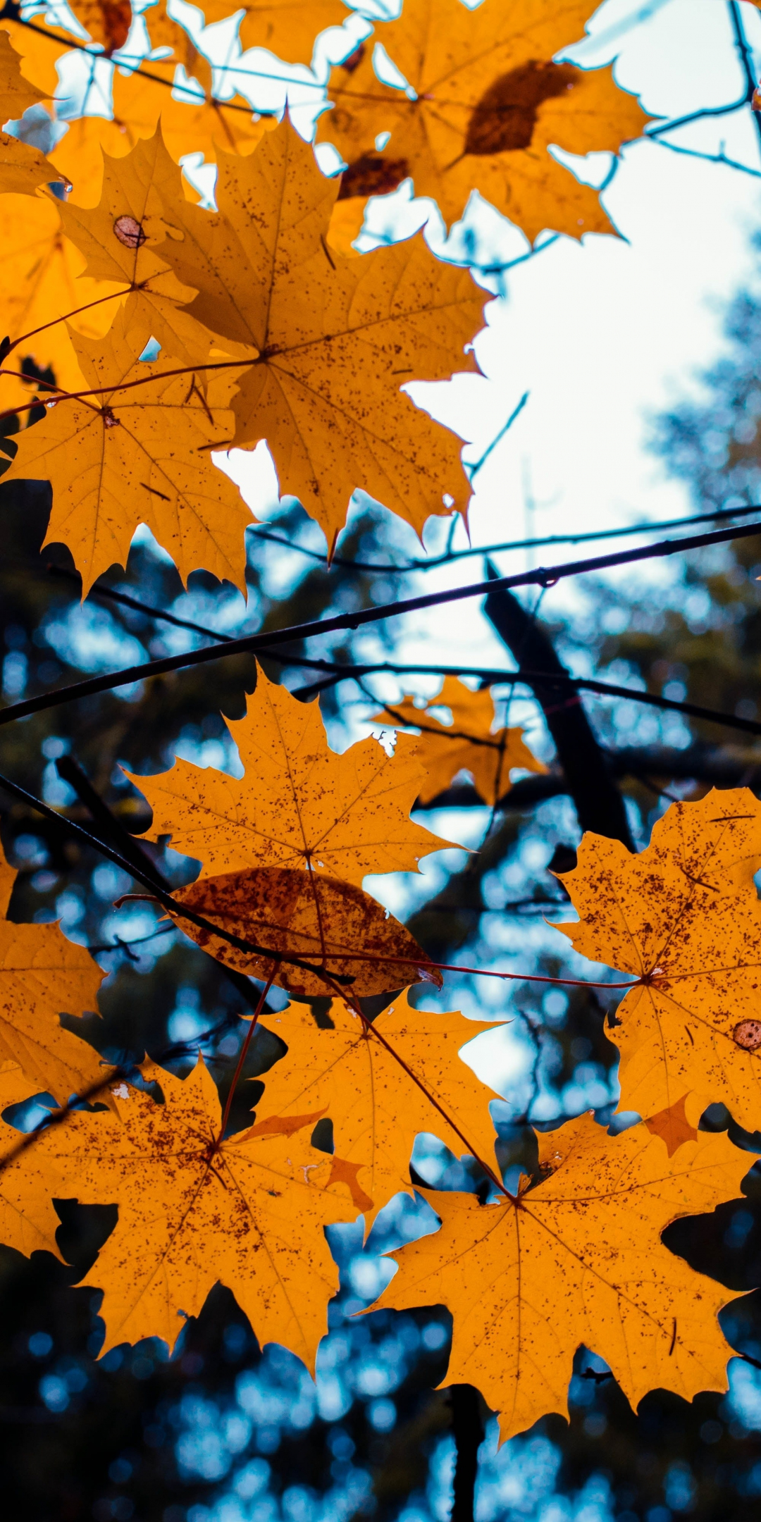 Maple, leaves, yellow, tree branch, autumn, 1080x2160 wallpaper