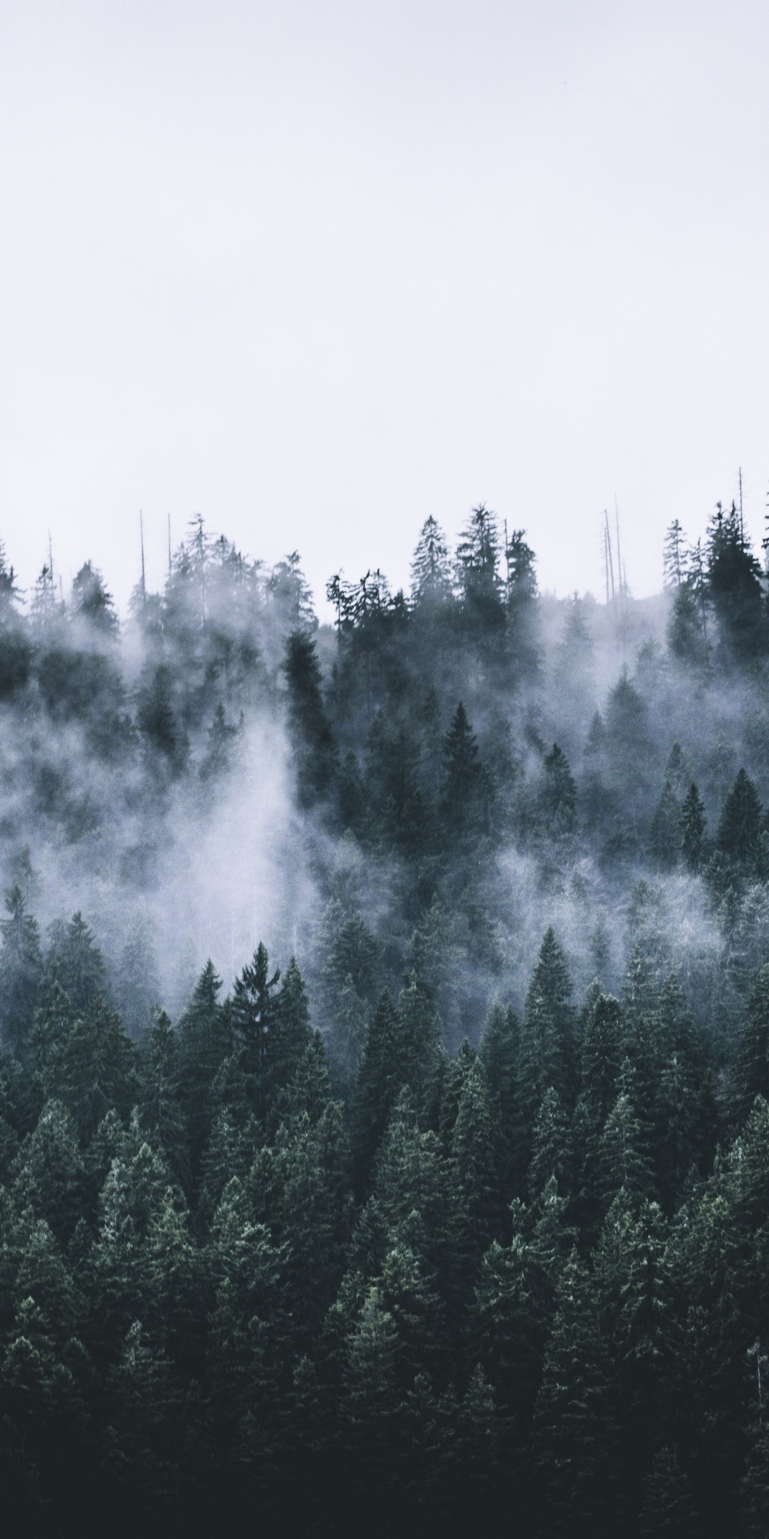 Green, forest, fog, nature, trees, dawn, 1080x2160 wallpaper