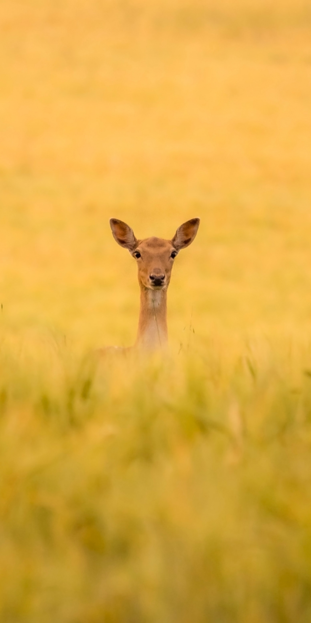 Deer, grassland, nature, 1080x2160 wallpaper
