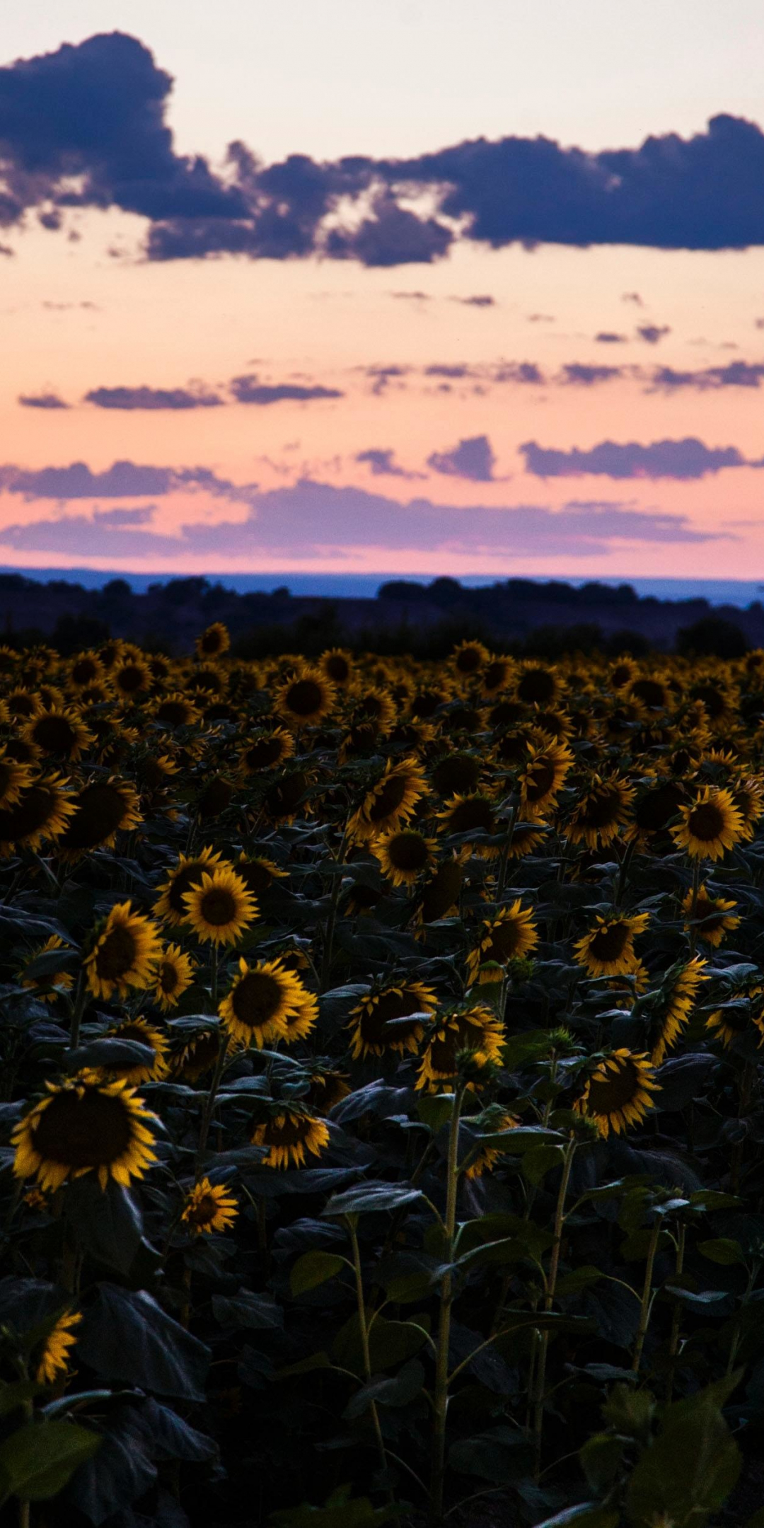 Sunflowers, flowers field, sunset, 1080x2160 wallpaper