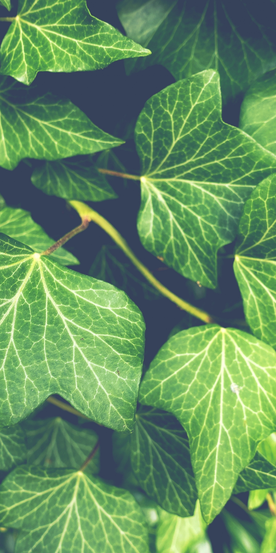 Ivy plant, green leaves, close up, 1080x2160 wallpaper