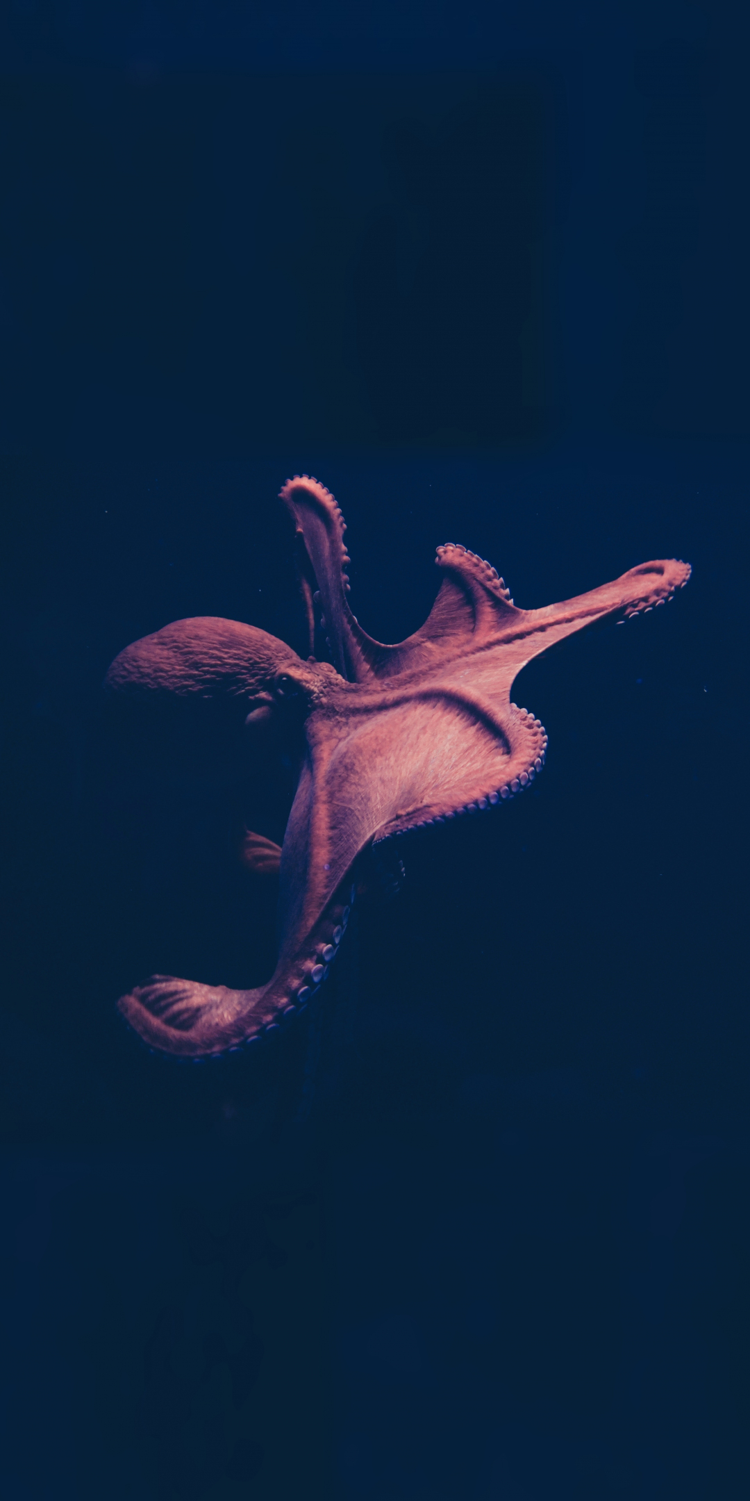 Pink, octopus, animals, close up, 1080x2160 wallpaper