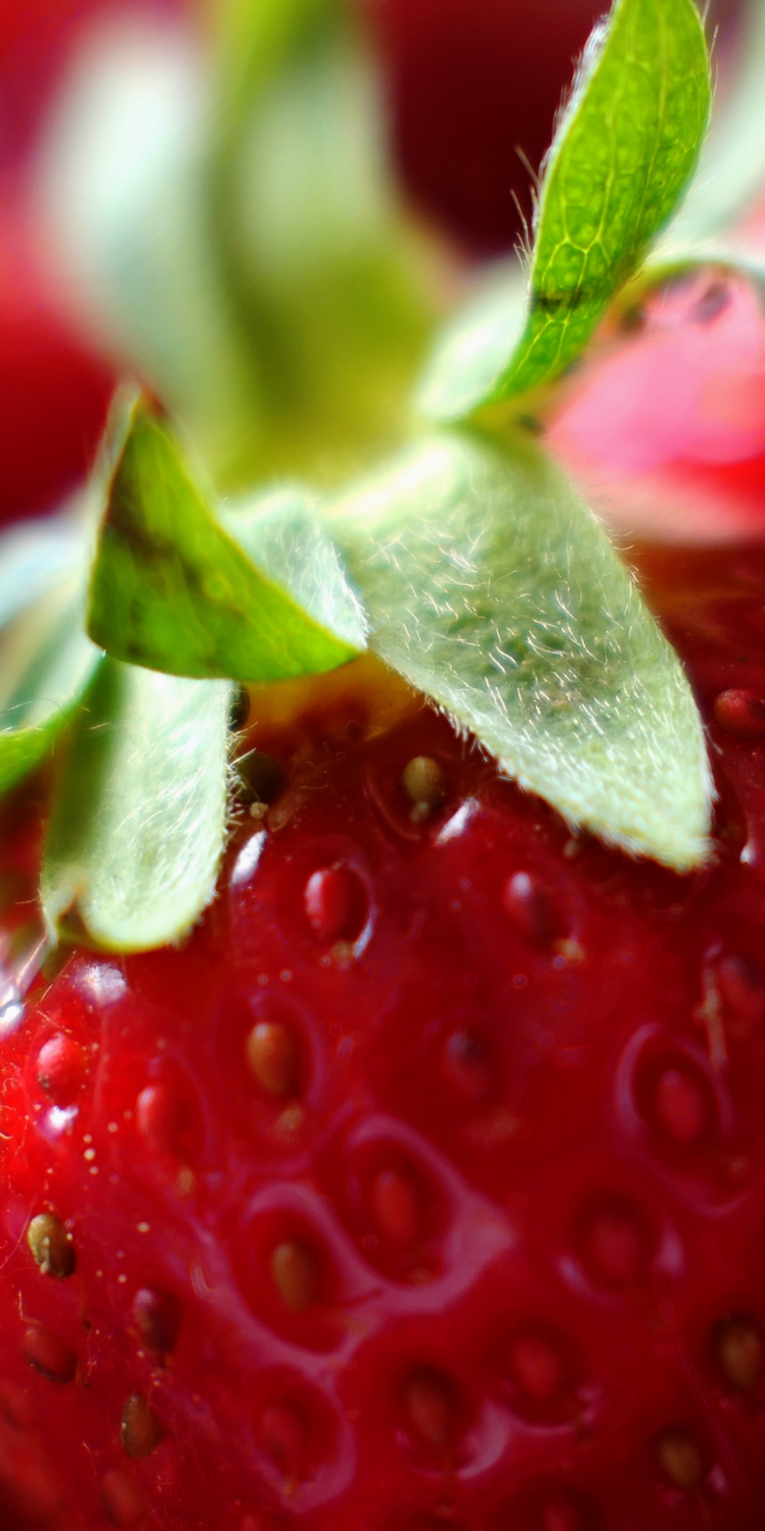 Close up, fresh, red, strawberry, 1080x2160 wallpaper