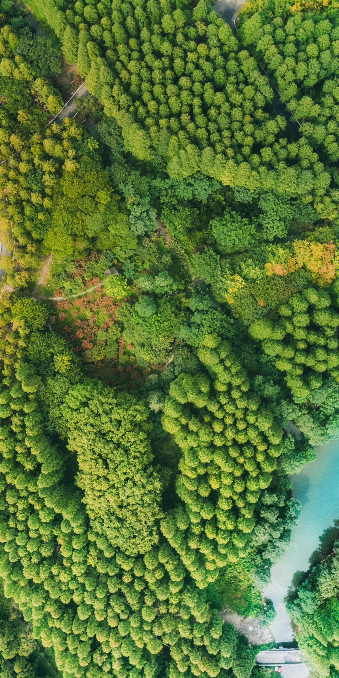 Coast, aerial view, green trees, nature, 1080x2160 wallpaper