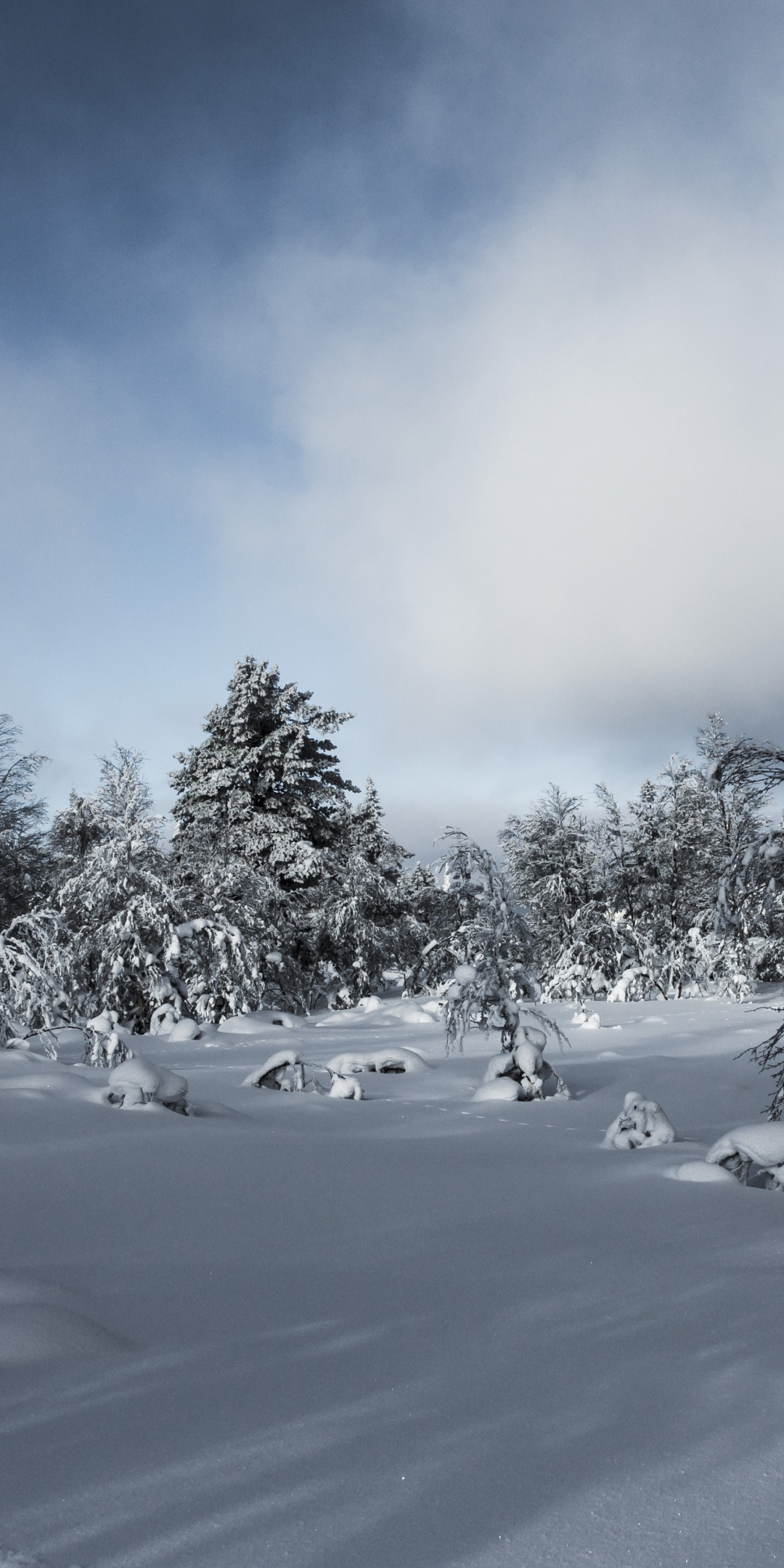 Landscape, snow layer, winter, tree, 1080x2160 wallpaper