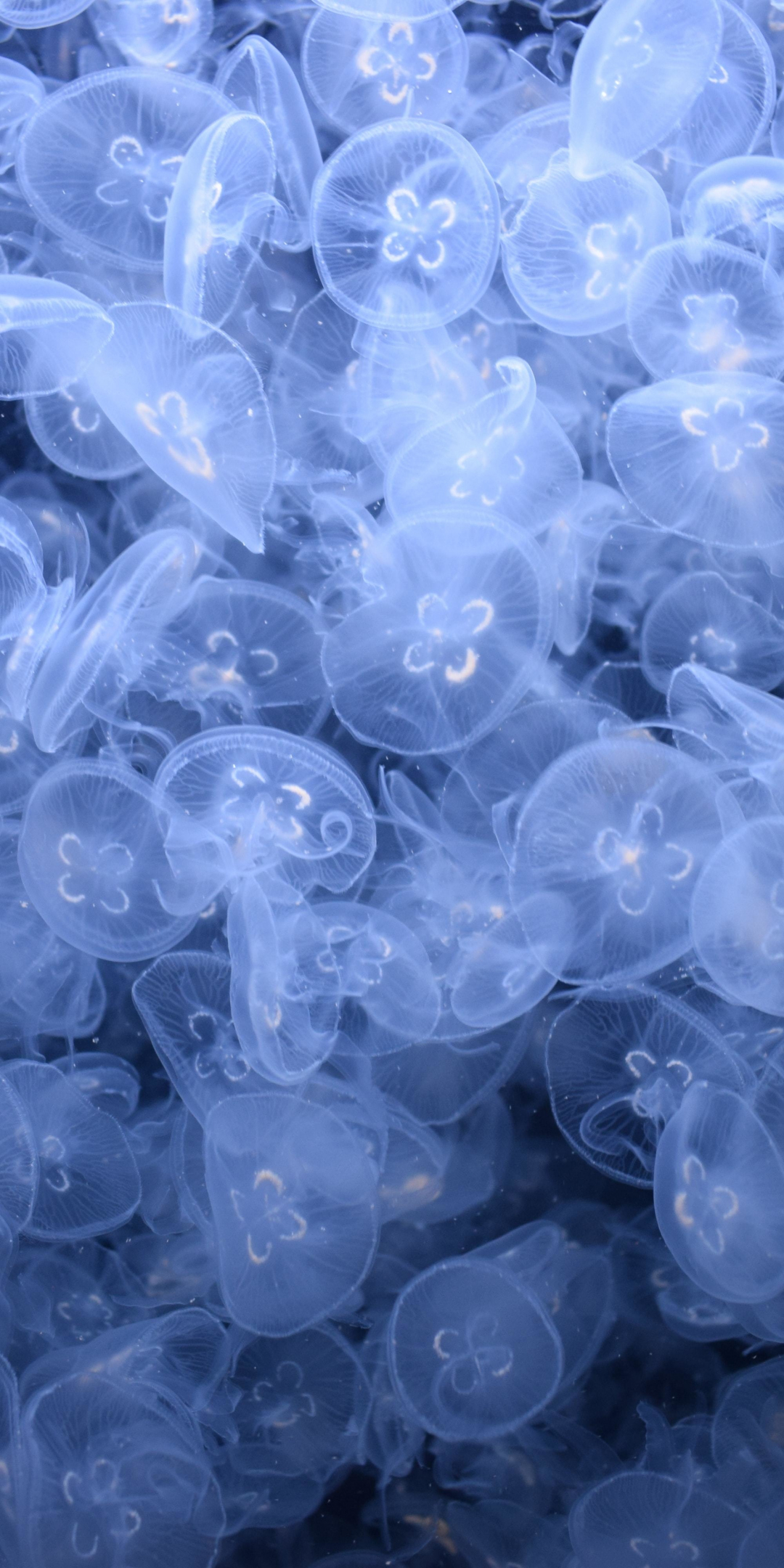 Underwater, fish, blue jellyfish, 1080x2160 wallpaper