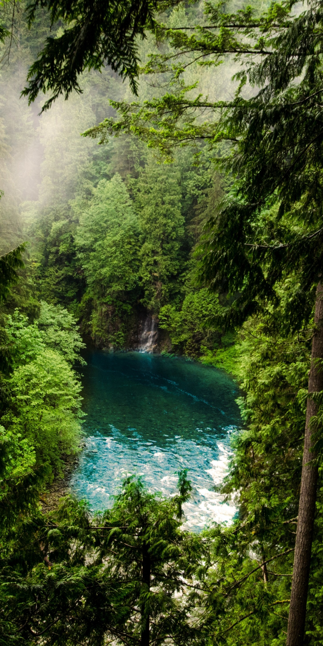 Forest, lake, green trees, nature, 1080x2160 wallpaper