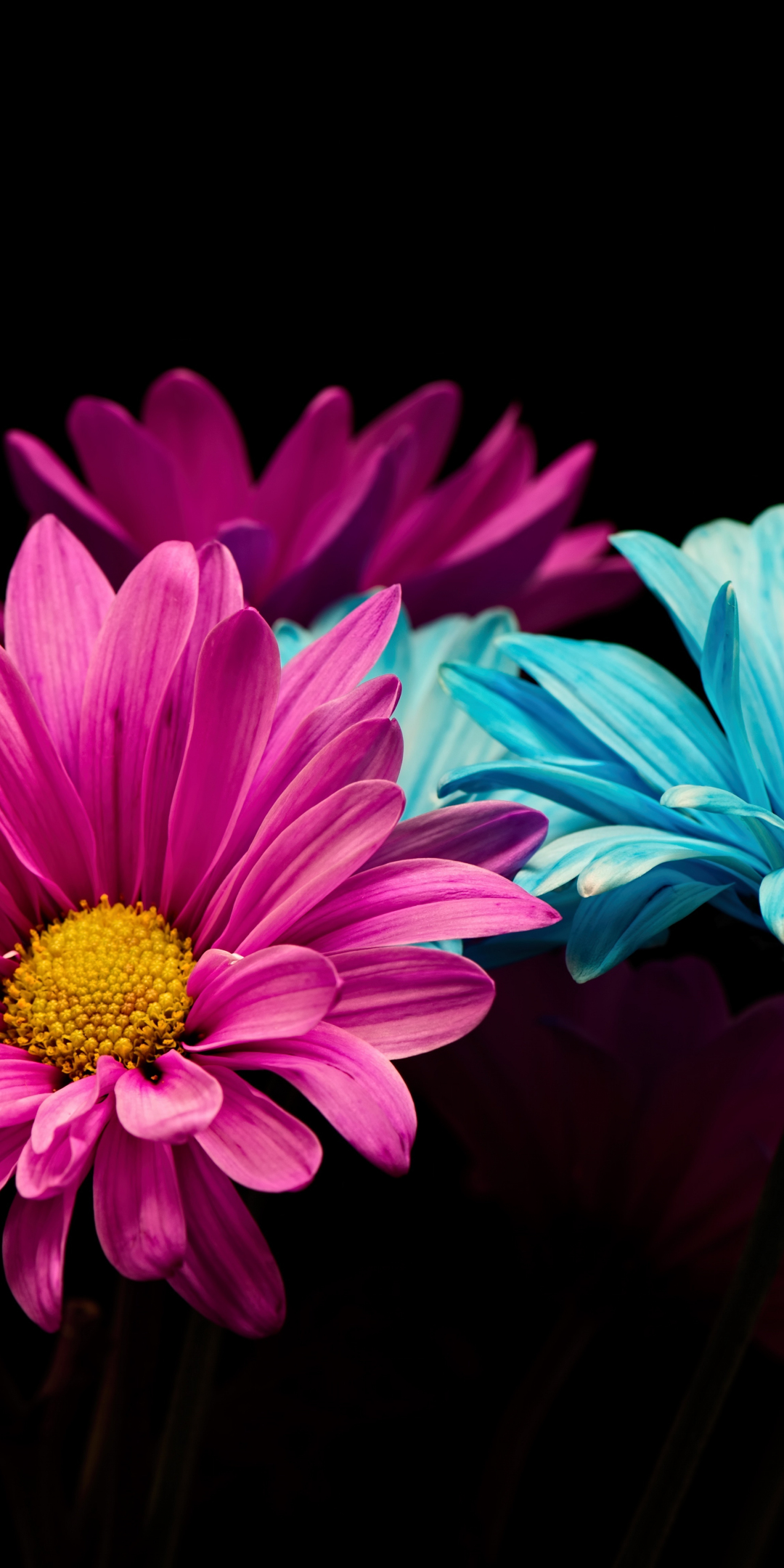 Colorful, daisy, flowers, portrait, 1080x2160 wallpaper
