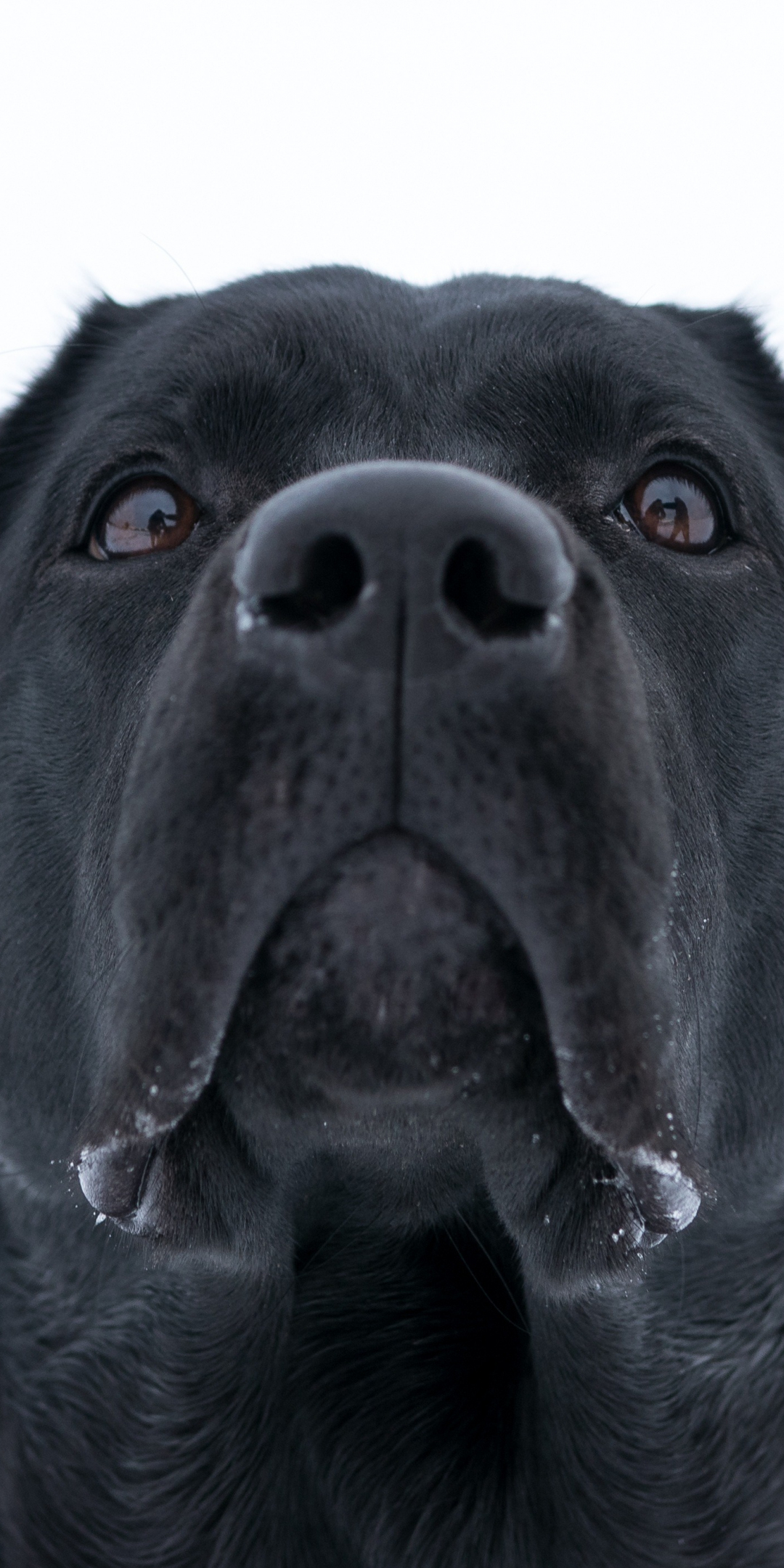 Dog, Labrador Retriever, black, muzzle, 1080x2160 wallpaper