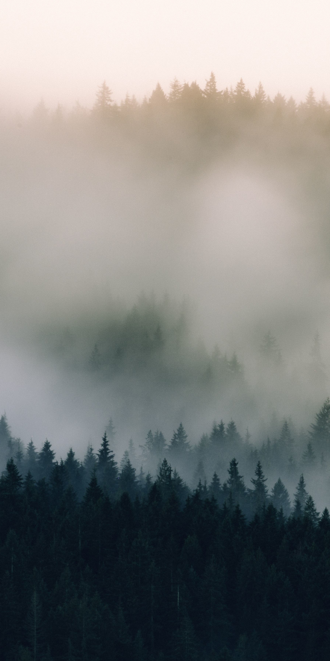Mist, fog, pine trees, nature, 1080x2160 wallpaper