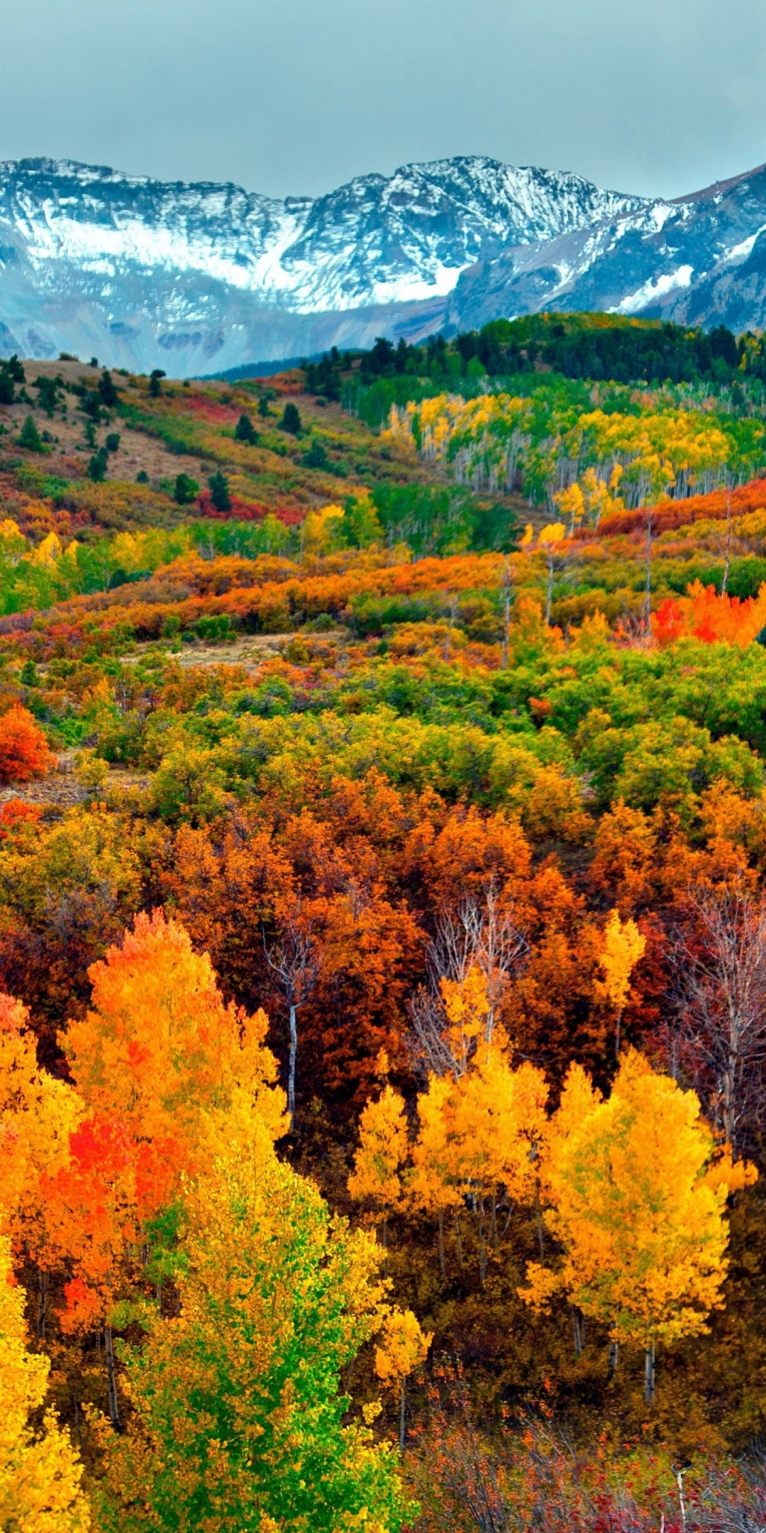 Autumn season, trees, mountains, horizon, nature, 1080x2160 wallpaper