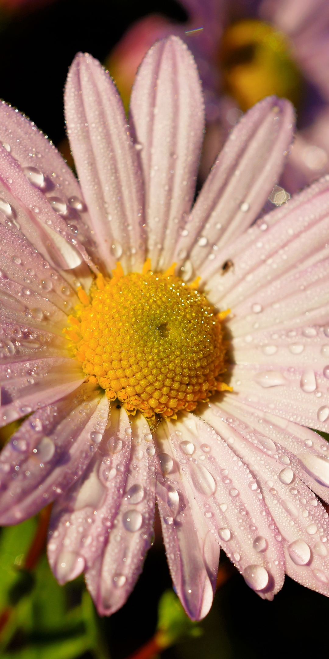 Flower, pink daisy, water drops, closeup, 1080x2160 wallpaper