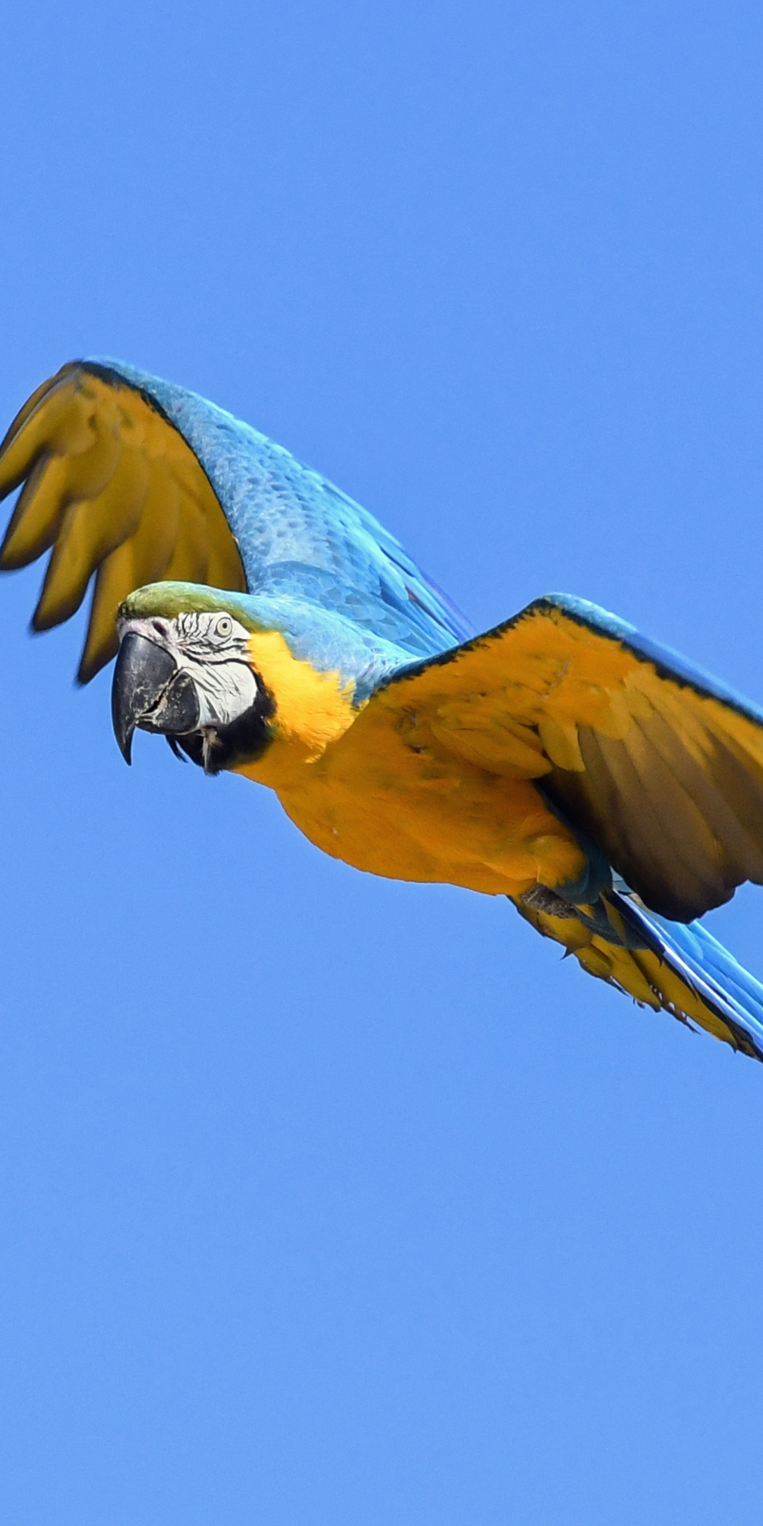 Flight, parrot, green blue, macaw, bird, 1080x2160 wallpaper