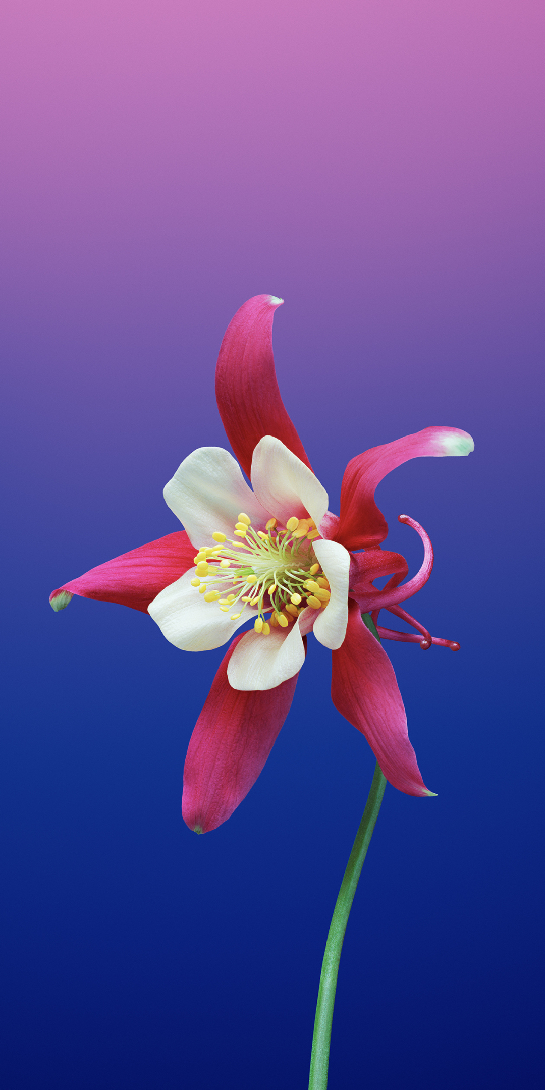 ios 11, flower, gradient, aquilegia, 1080x2160 wallpaper
