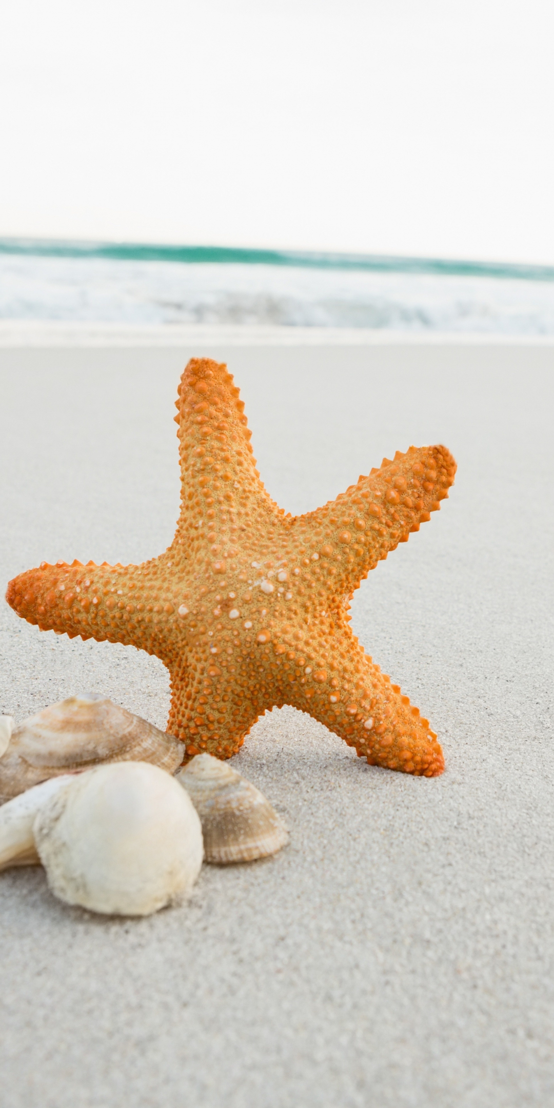 Seashell, starfish, sand, beach, 1080x2160 wallpaper