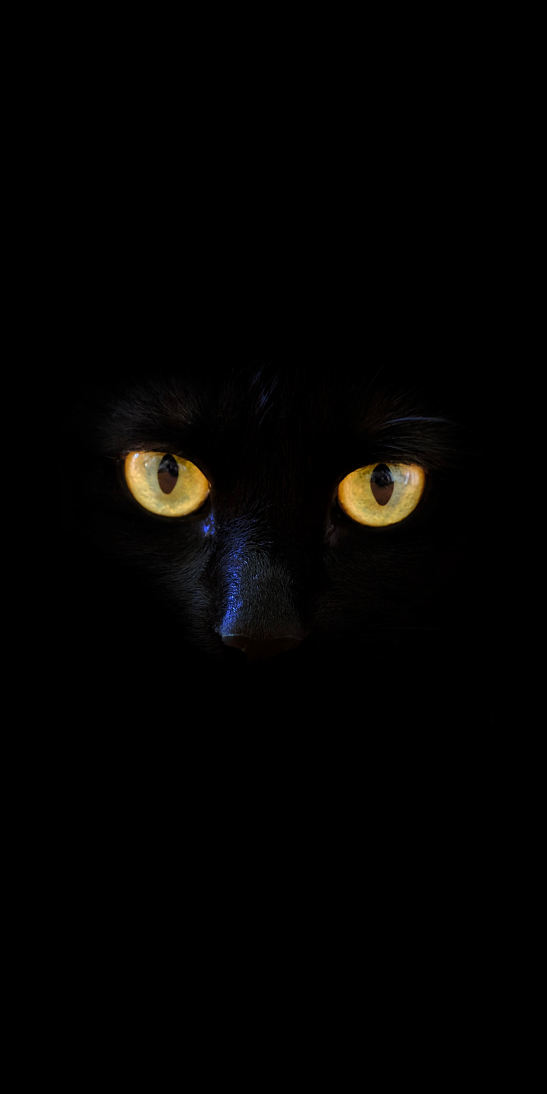 Black cat, yellow eyes, portrait, 1080x2160 wallpaper