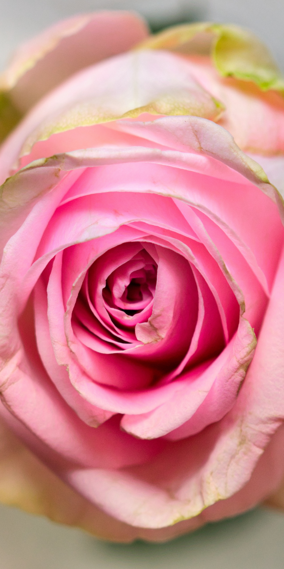 Pink rose, fresh, close up, 1080x2160 wallpaper