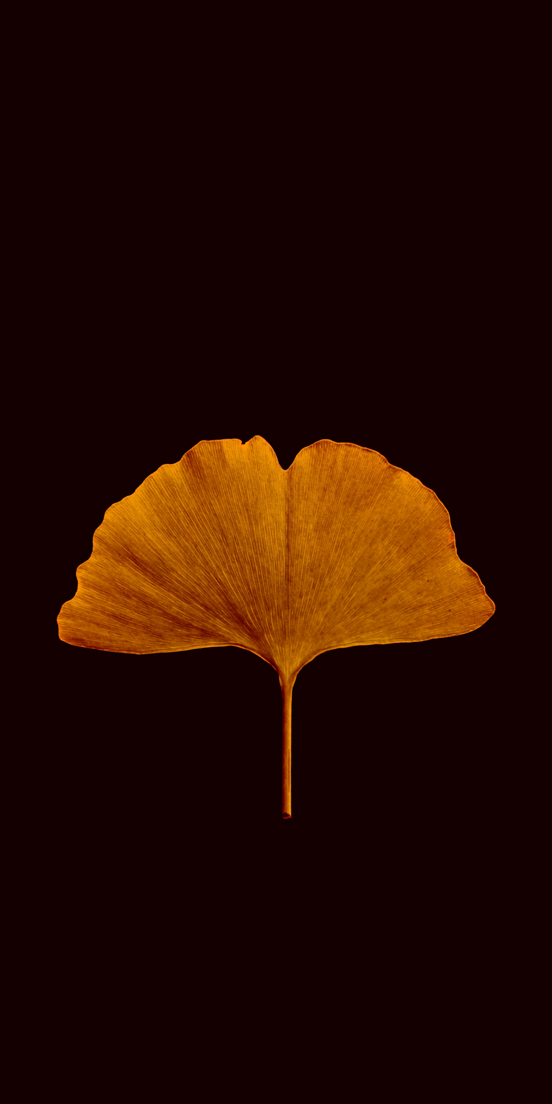 Orange petal, portrait, 1080x2160 wallpaper