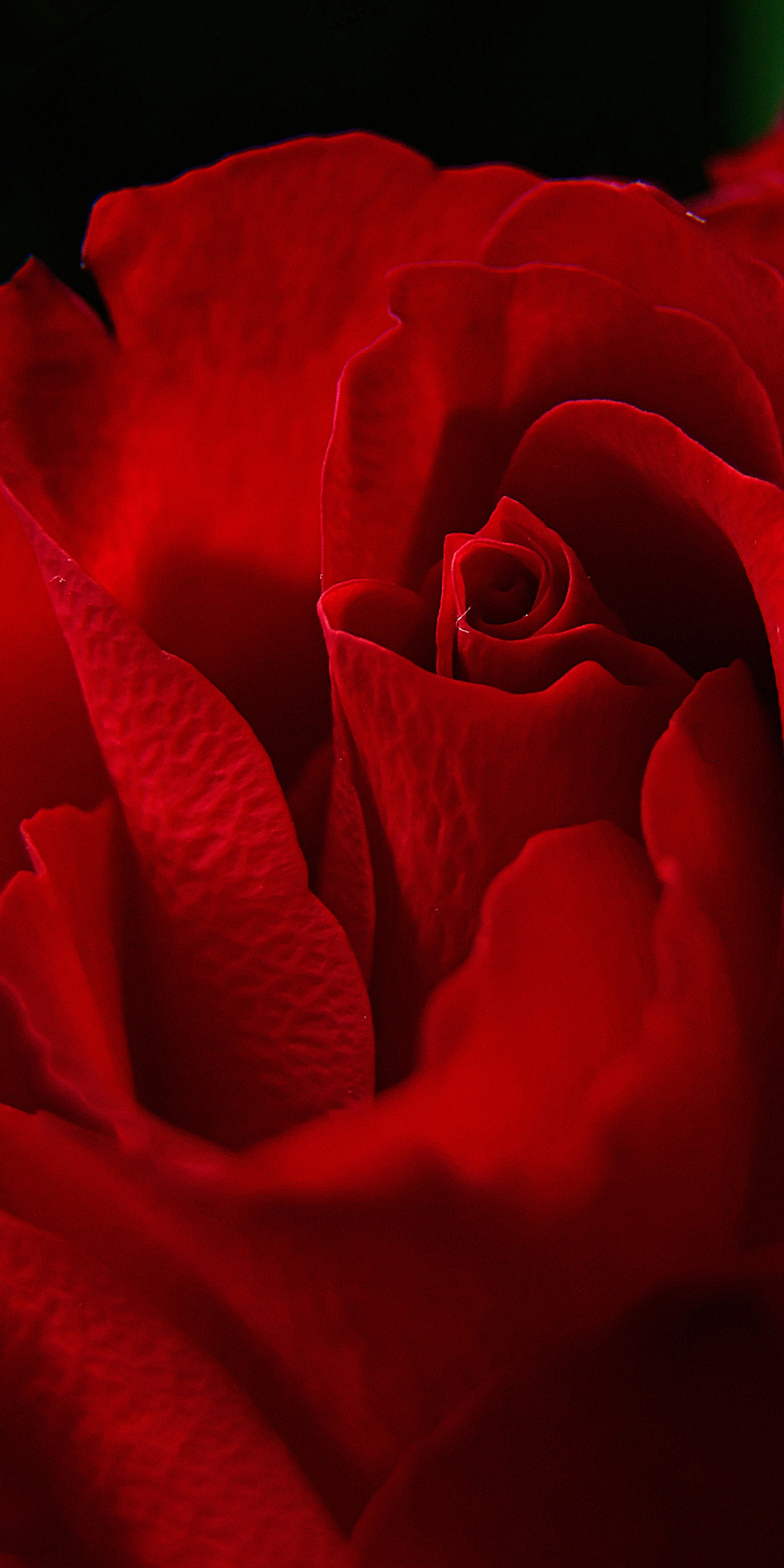 Petals, rose, close up, red, 1080x2160 wallpaper