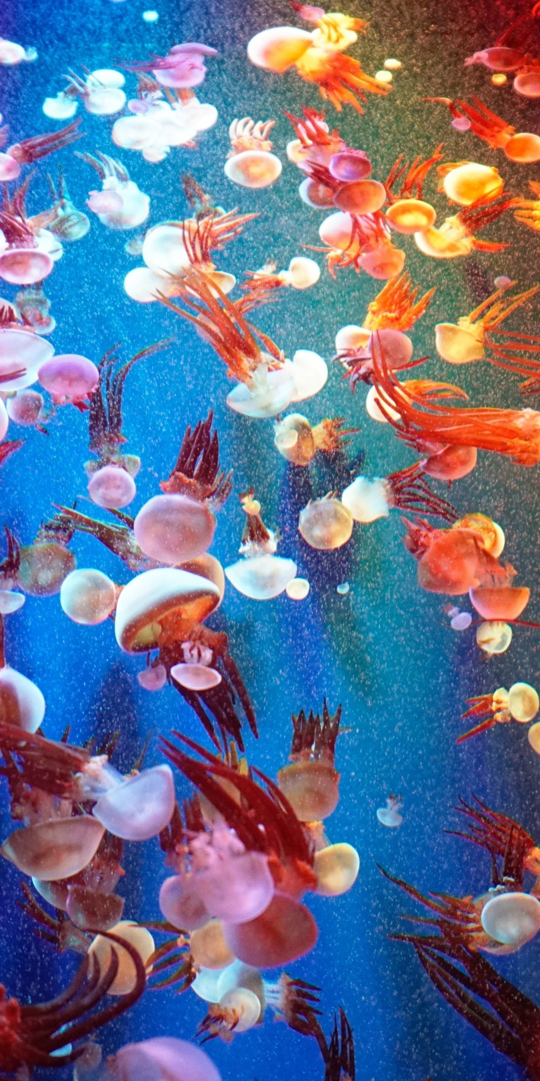 Animals, fishes, jellyfish, 1080x2160 wallpaper