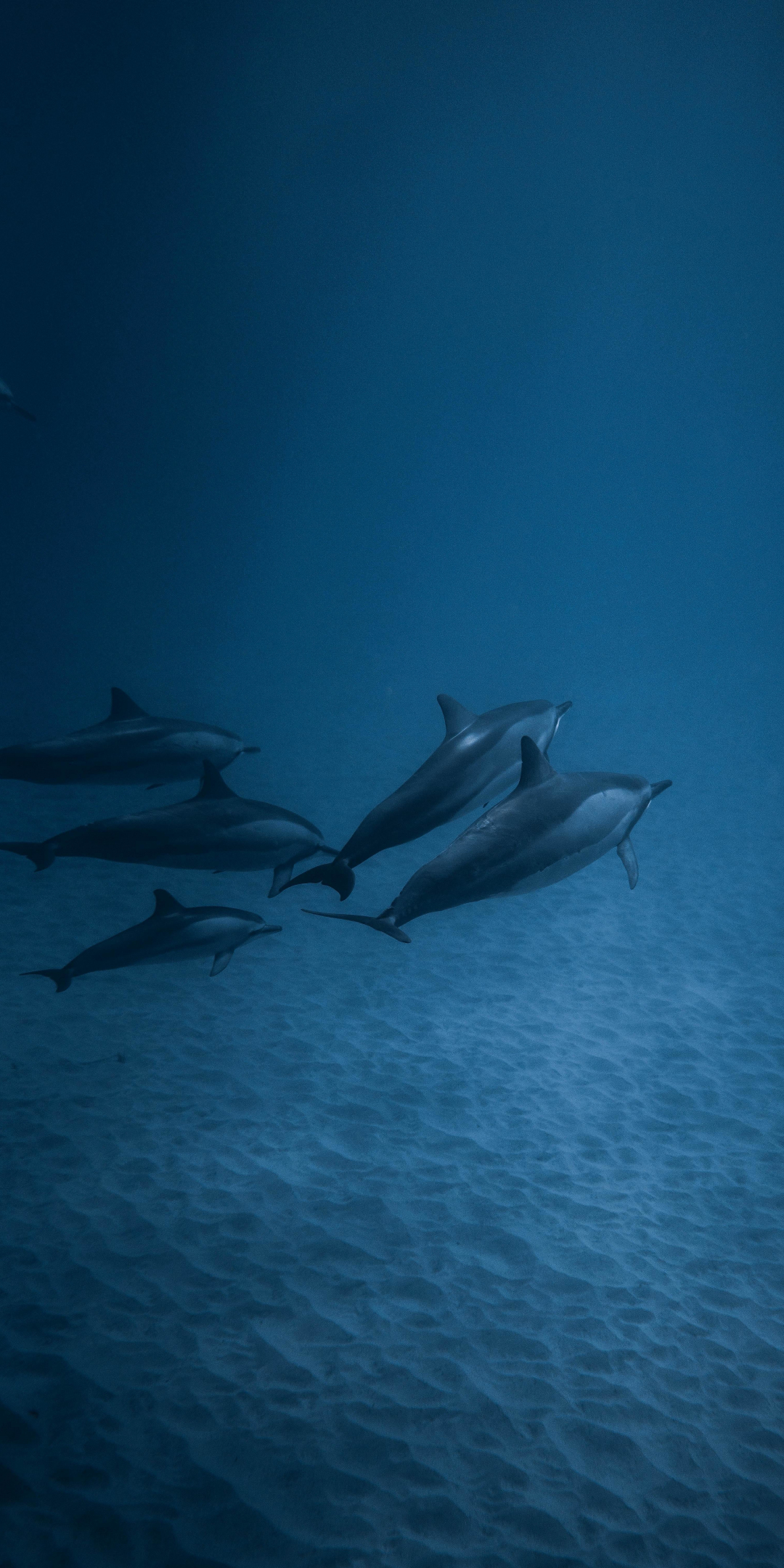 Dolphins, underwater, fish, 1080x2160 wallpaper