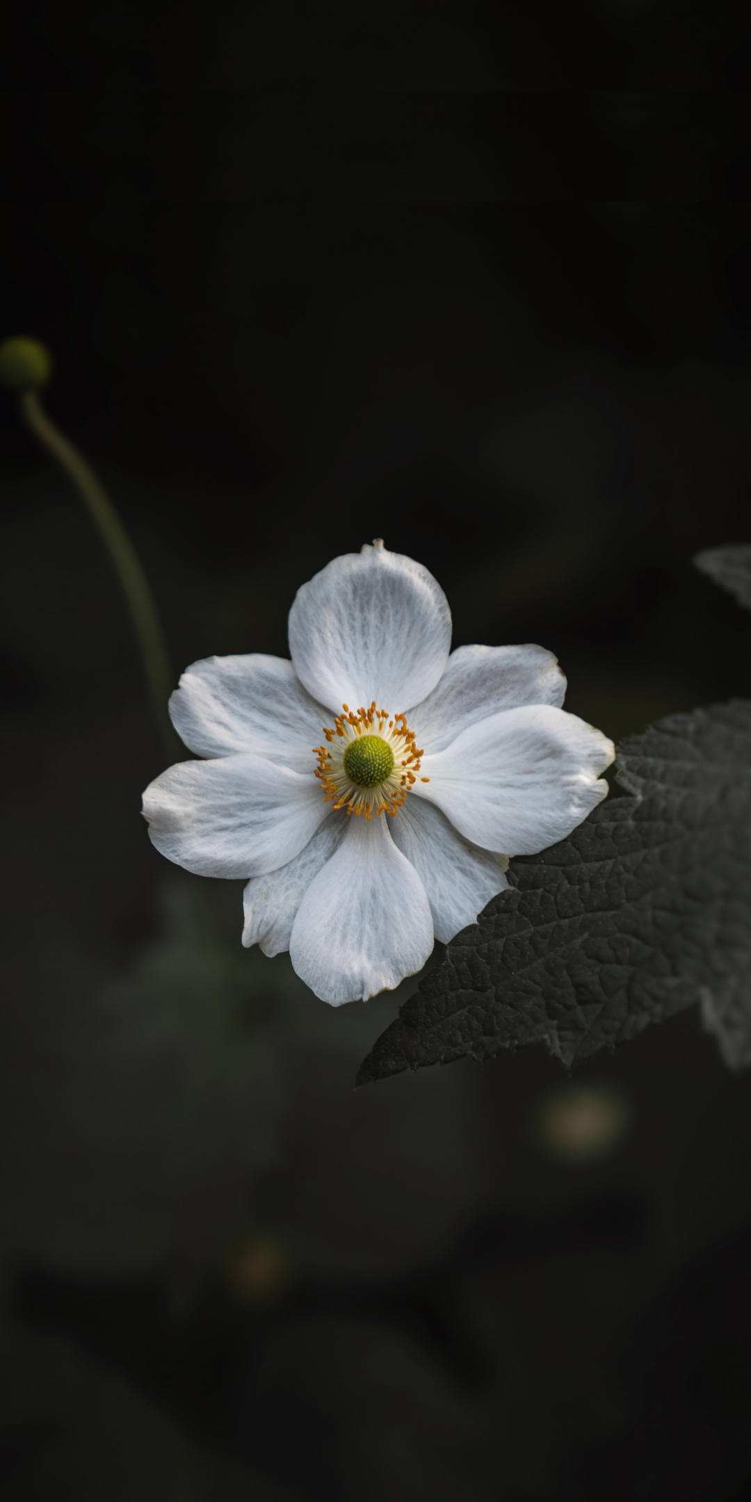 White bloom, small flower, close up, 1080x2160 wallpaper