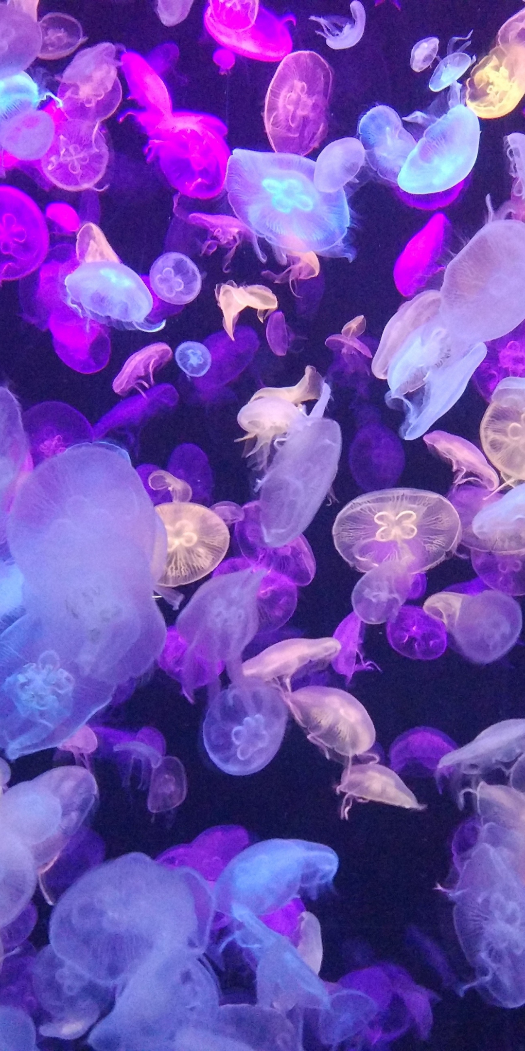 Colorful, jellyfishes, underwater, 1080x2160 wallpaper