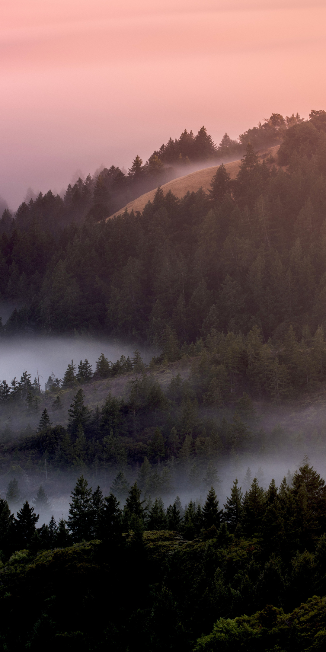 Mist, fog, tree, dawn, forest, nature, 1080x2160 wallpaper