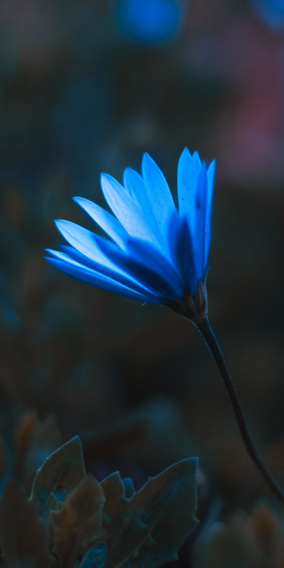 Blue bright flower, portrait, 1080x2160 wallpaper
