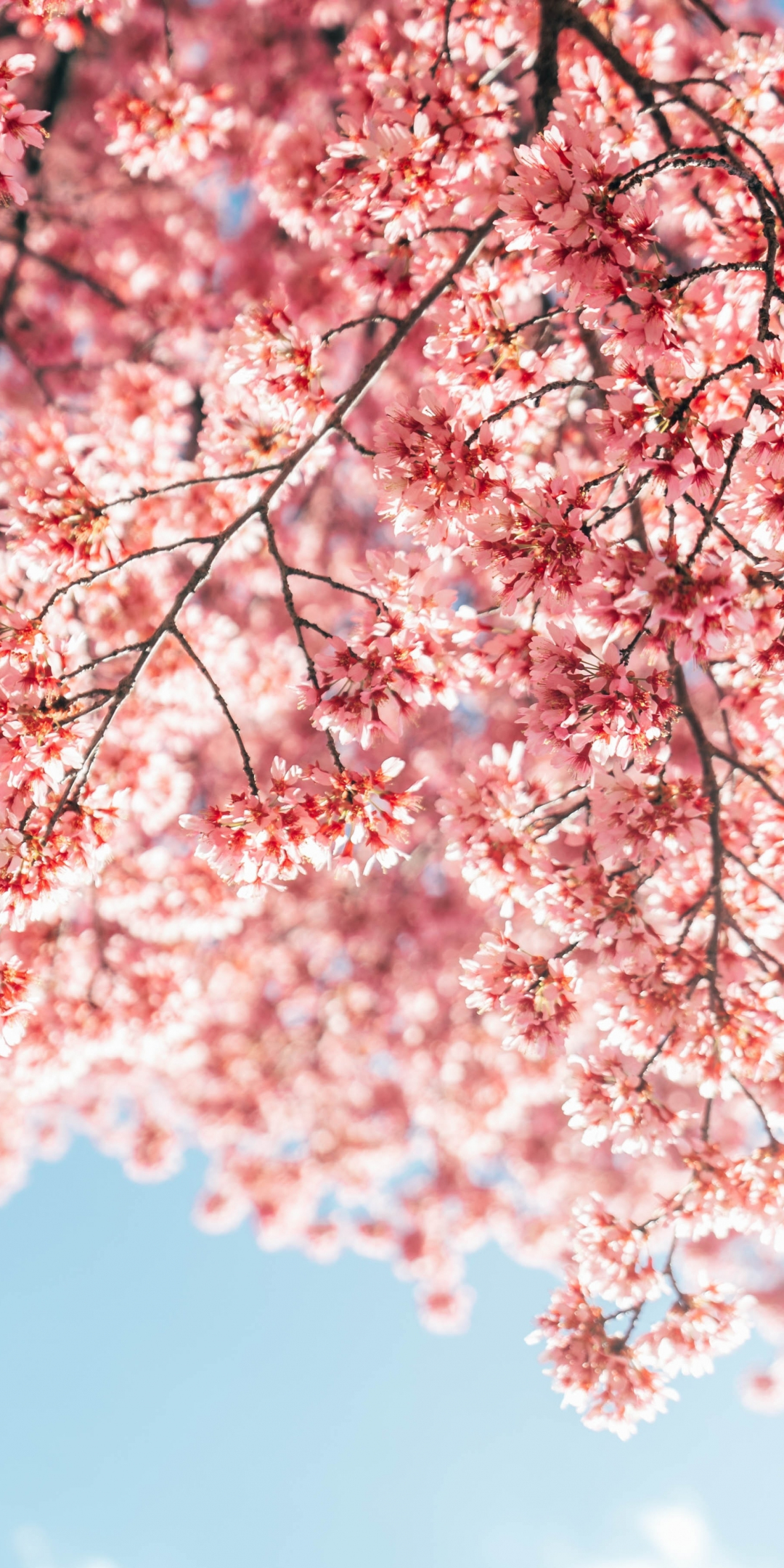 Blossom, tree branches, pink flowers, 1080x2160 wallpaper