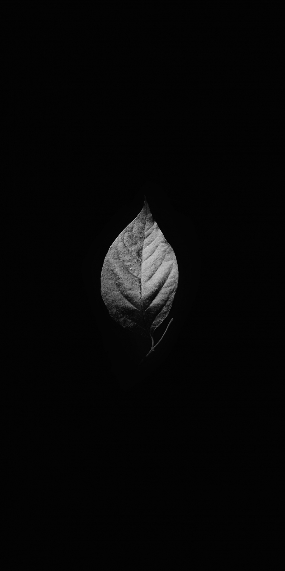 Leaf, monochrome, minimal, 1080x2160 wallpaper