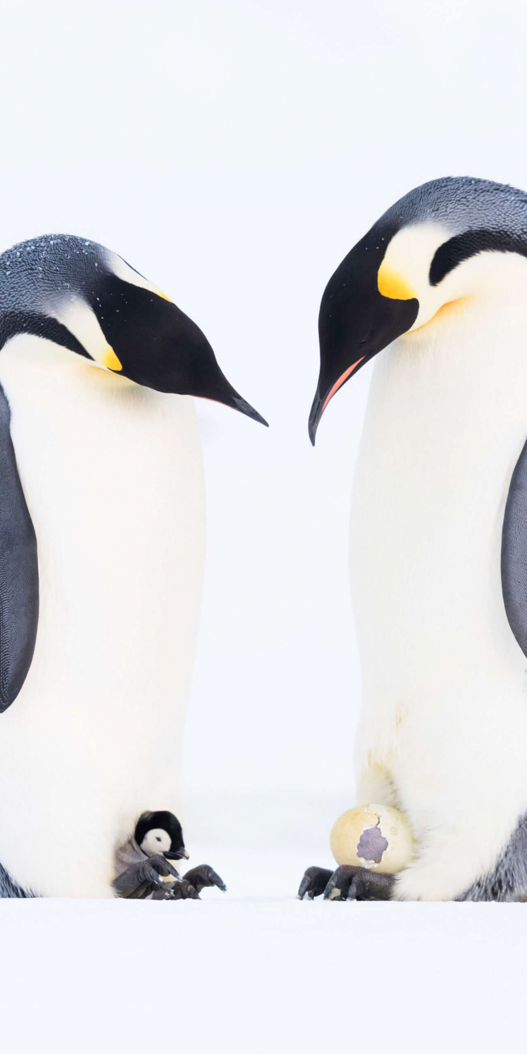 Penguins' family, animal, 1080x2160 wallpaper