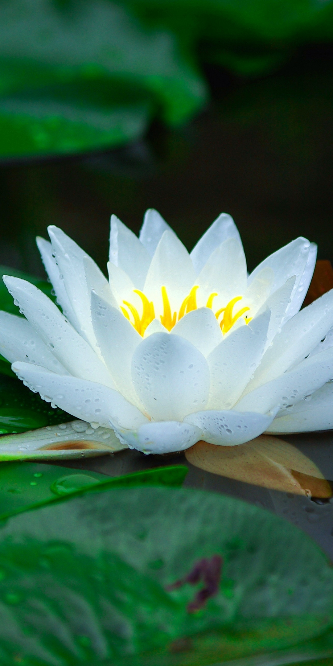 Bloom, white, water lily, leaf, lake, flower, 1080x2160 wallpaper