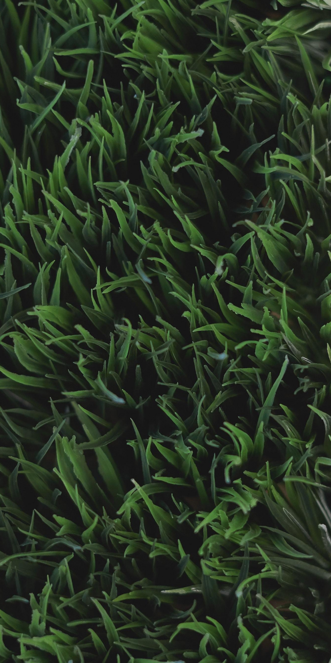 Grass, green, cube, indoor, close up, 1080x2160 wallpaper