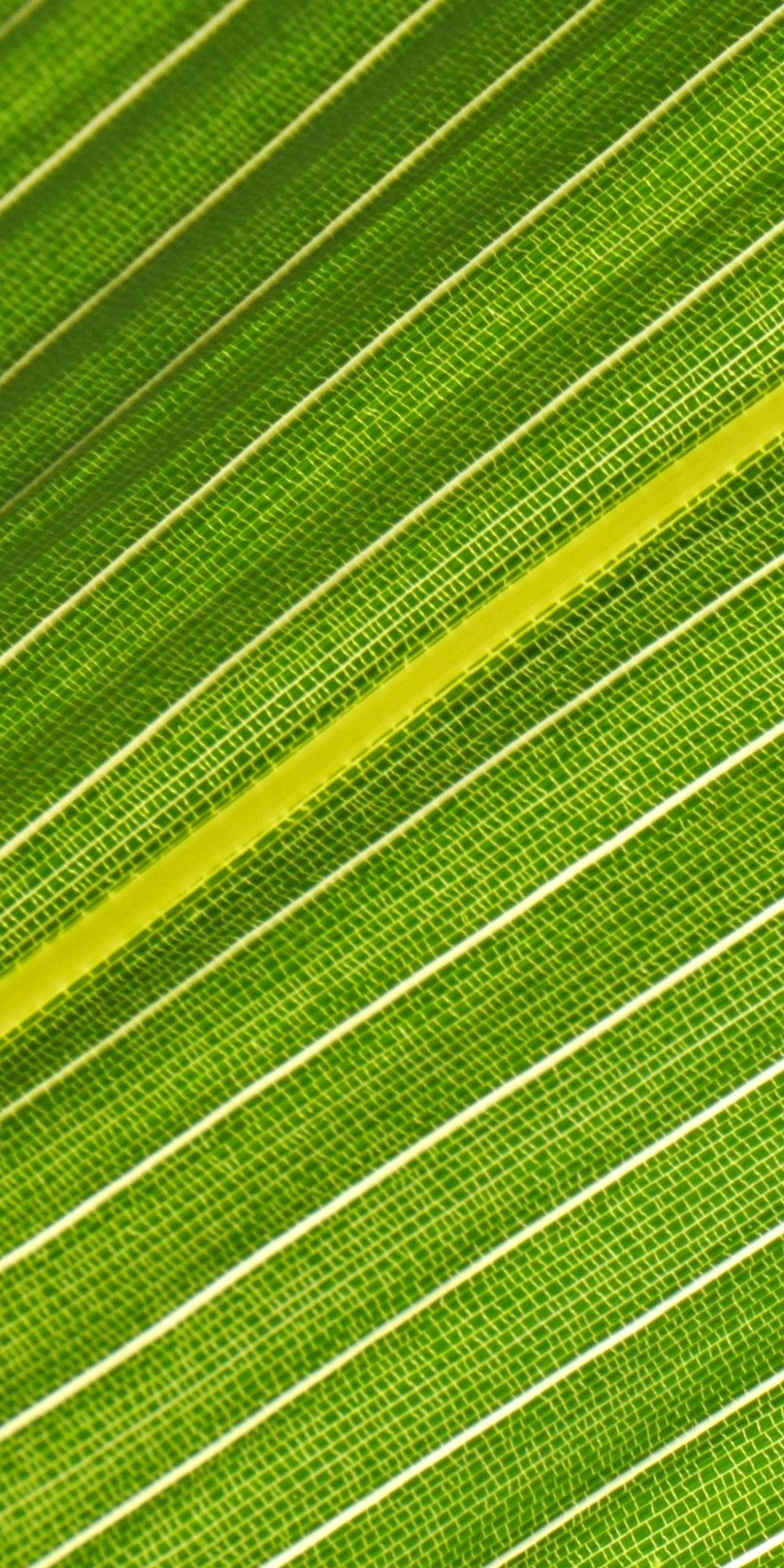 Veins of green leaf, close up, 1080x2160 wallpaper