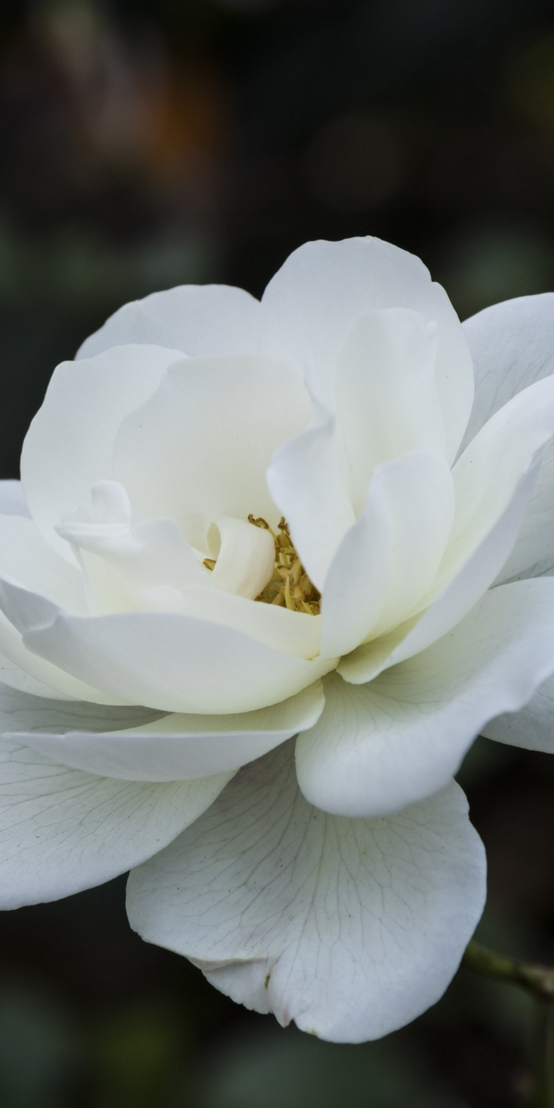 White flower, spring, close up, 1080x2160 wallpaper