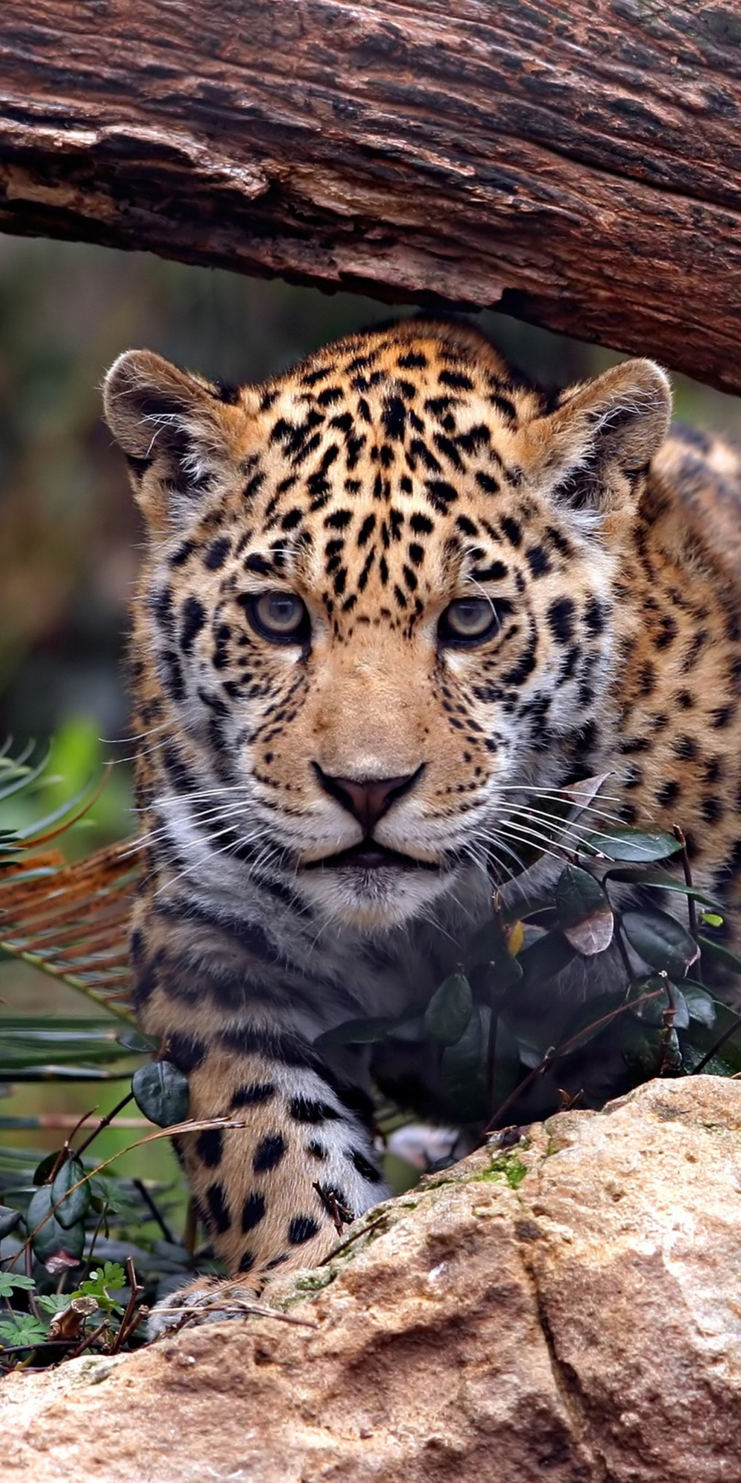 Wild and furious, predator, leopard, 1080x2160 wallpaper