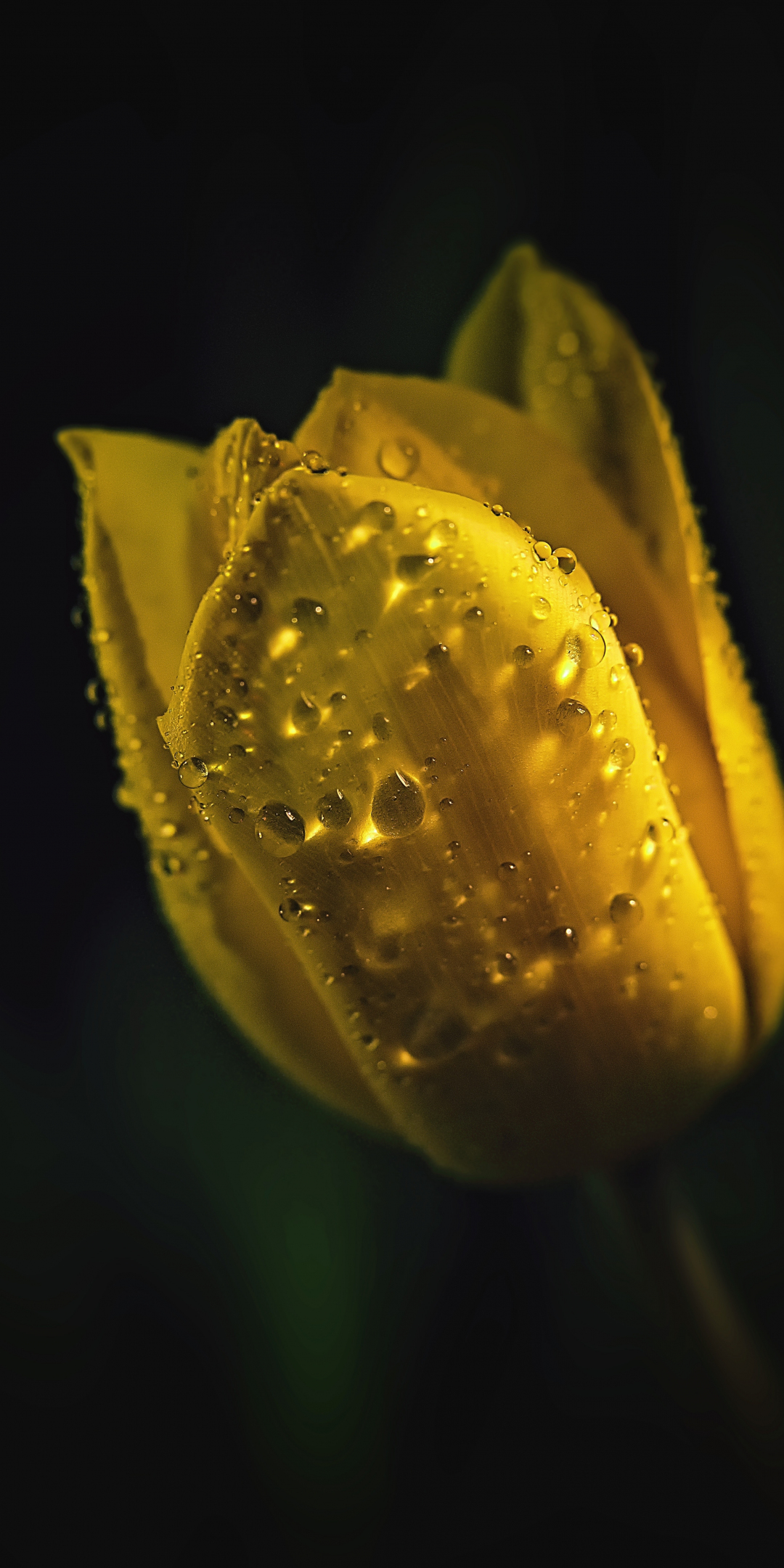 Portrait, yellow tulip, drops, 1080x2160 wallpaper