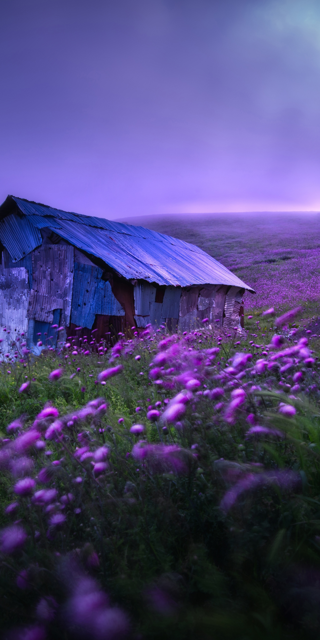 Abandoned Hut, landscape, spring, violet flowers, morning, 1080x2160 wallpaper