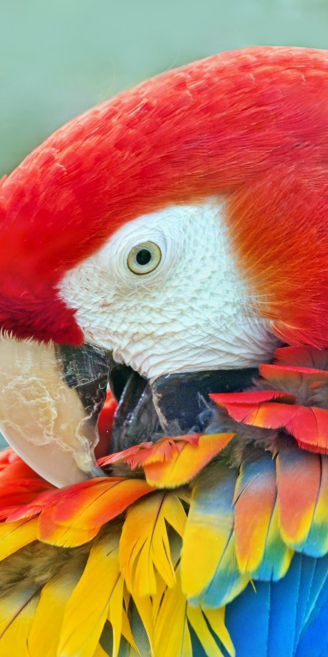 Close up, macaw, bird, muzzle, 1080x2160 wallpaper