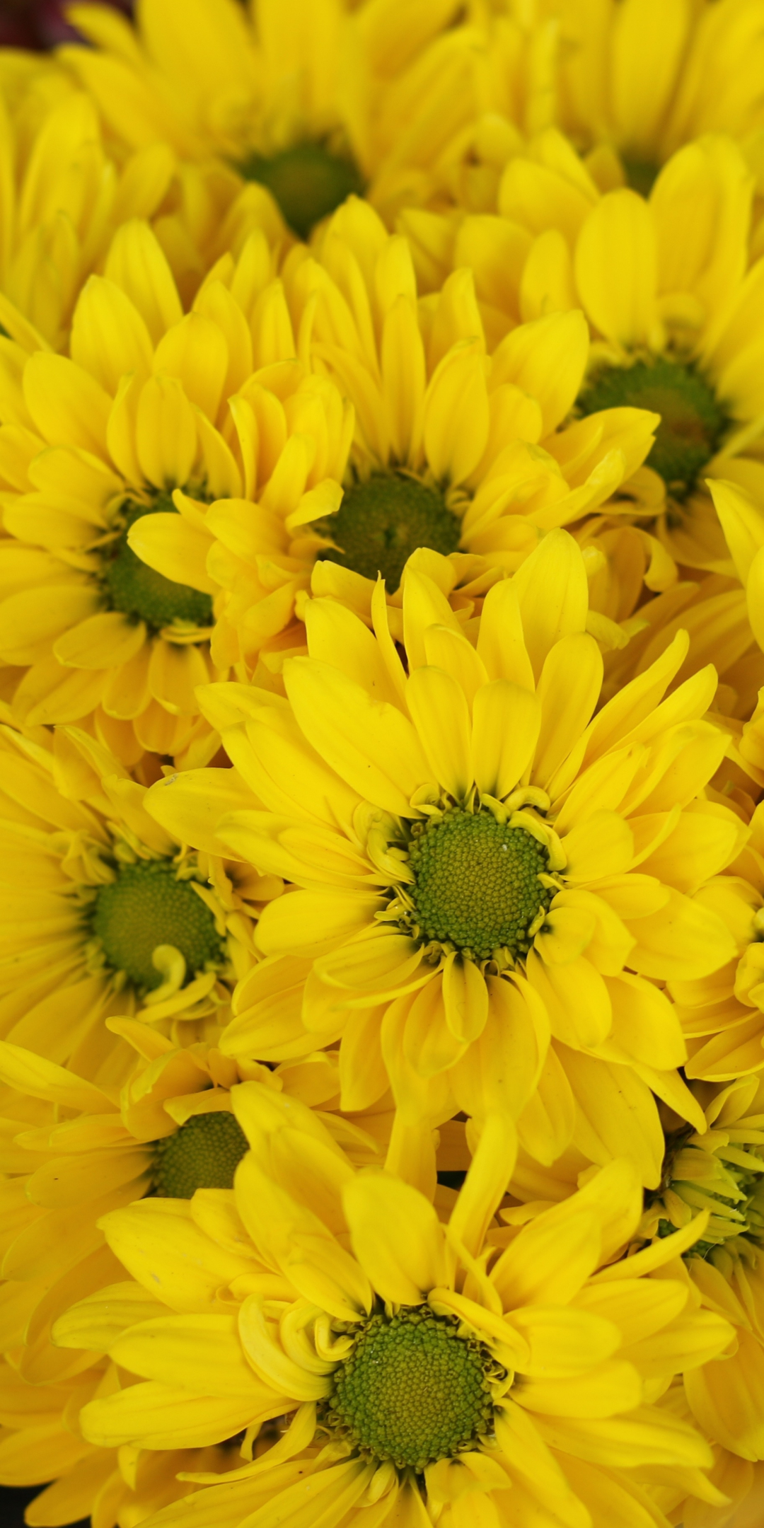 Yellow flowers, Gerbera, basket, bloom, 1080x2160 wallpaper