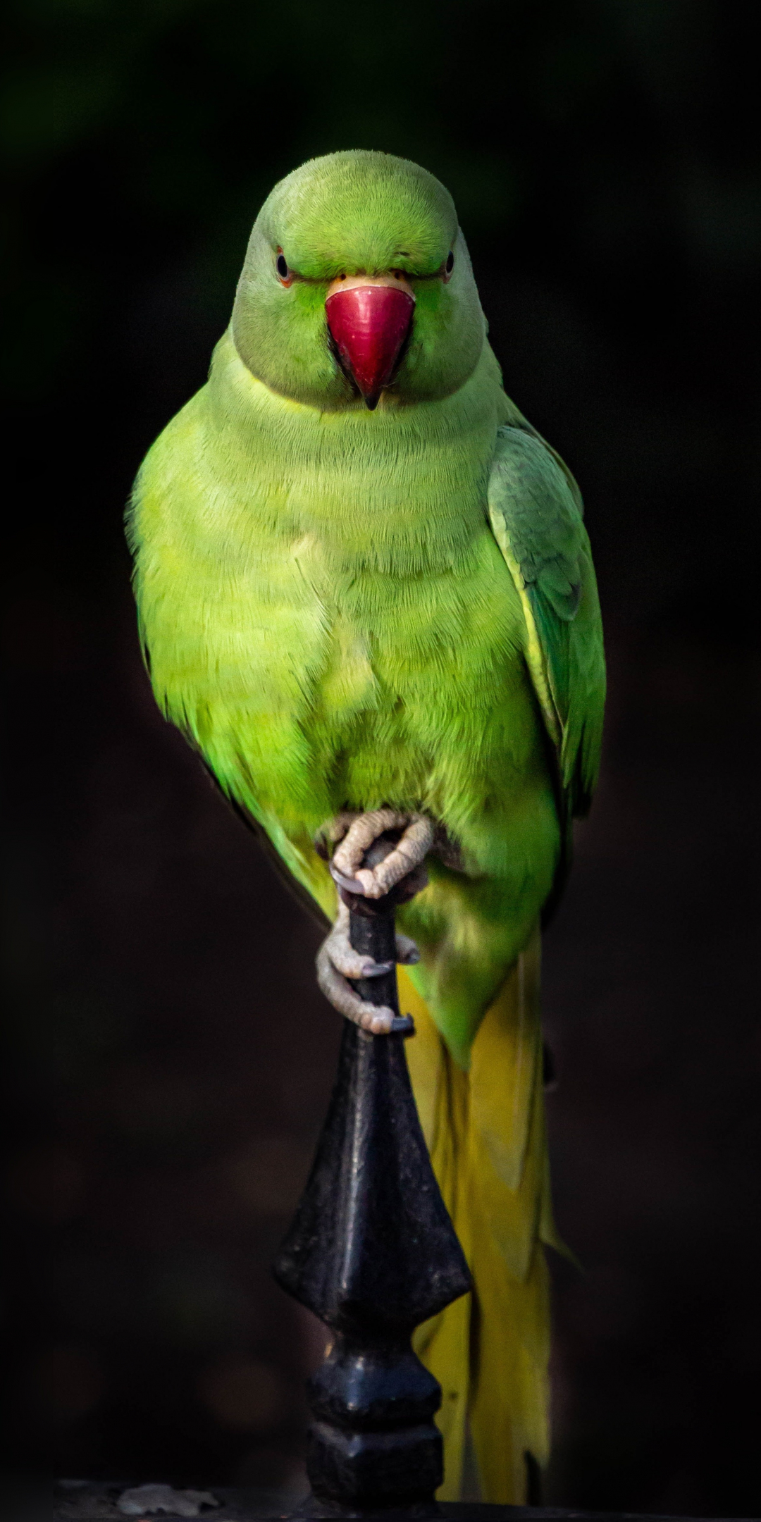 Parrot, green, bird, sit, portrait, 1080x2160 wallpaper