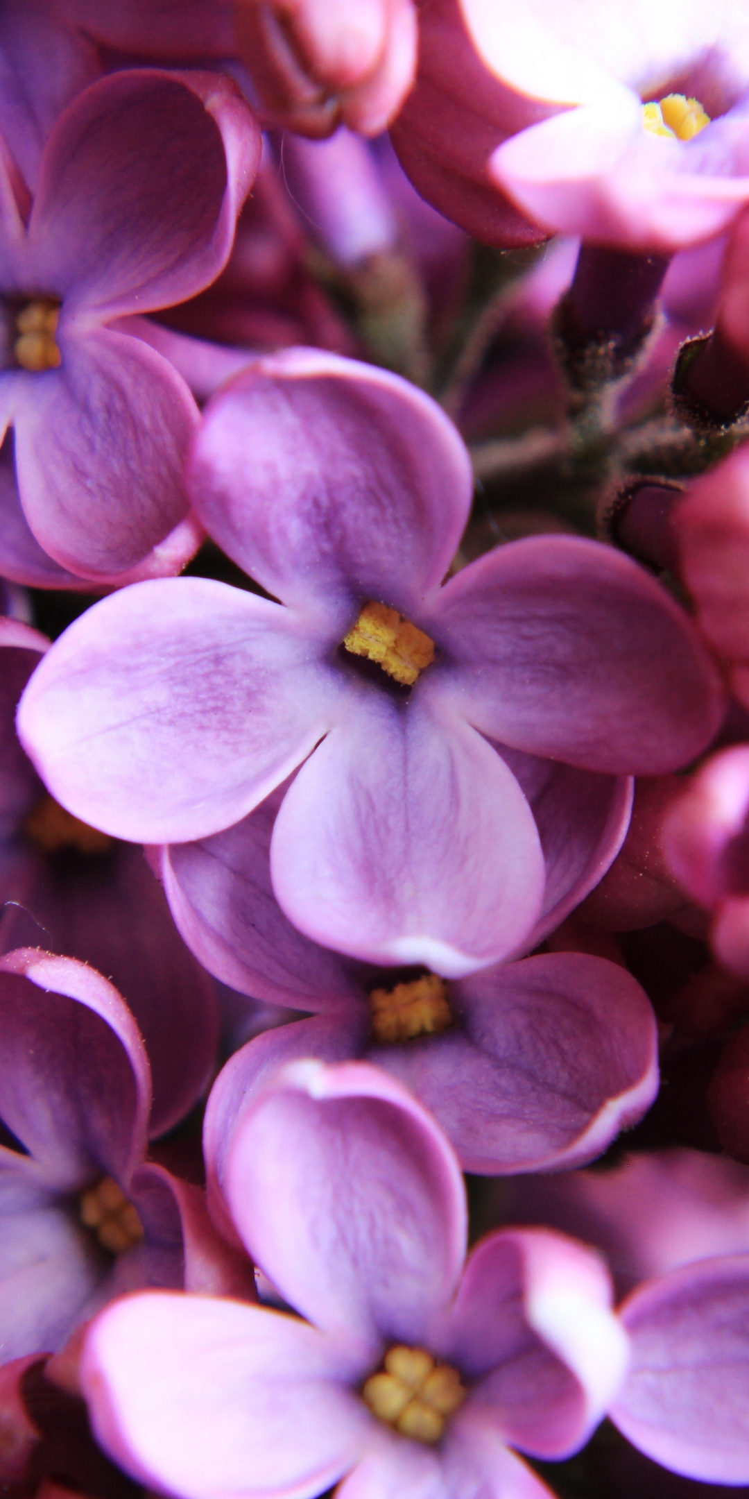 Lilac, pink, close up, 1080x2160 wallpaper