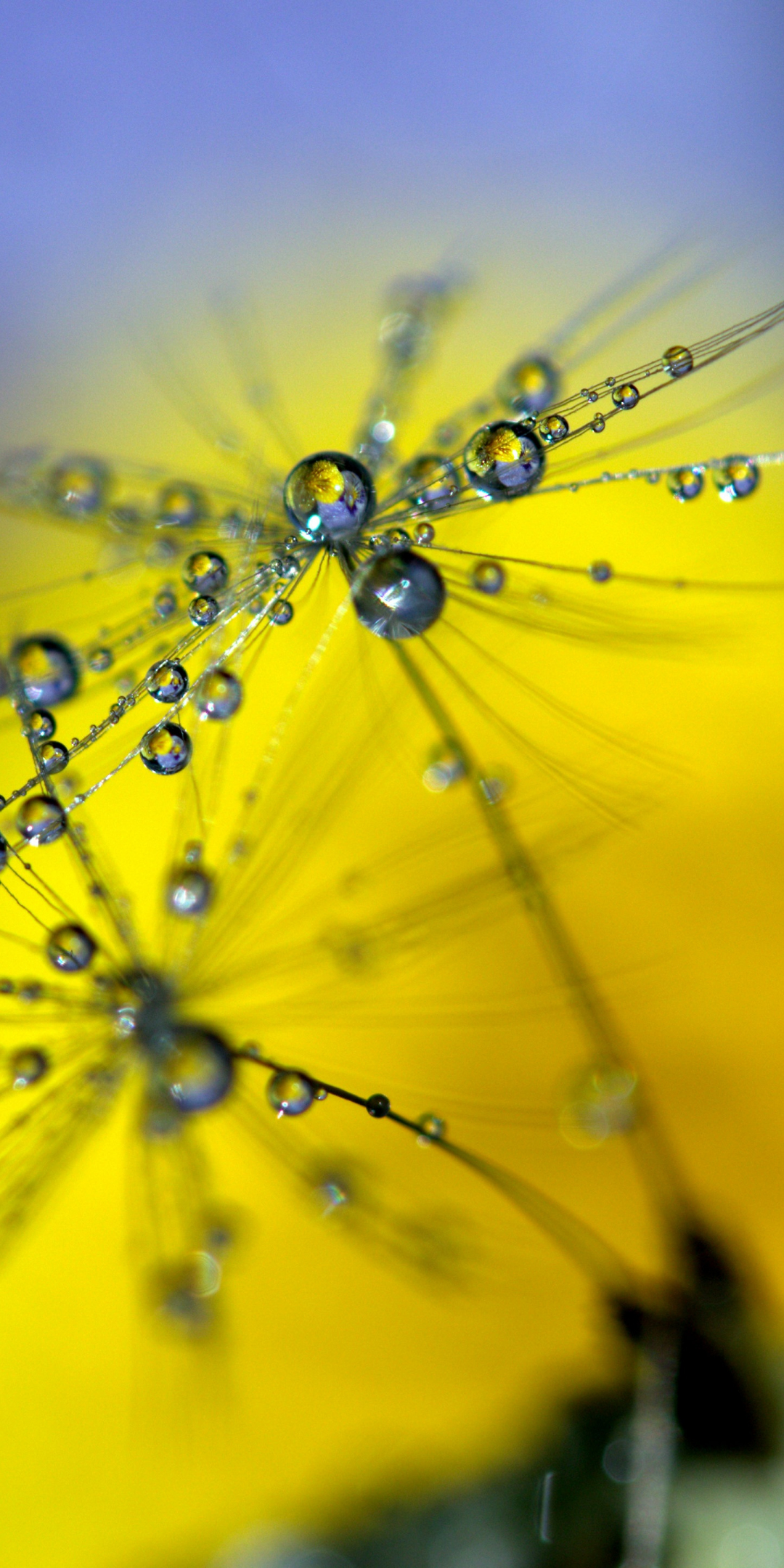 Dandelion, water drops, close up, blur, 1080x2160 wallpaper