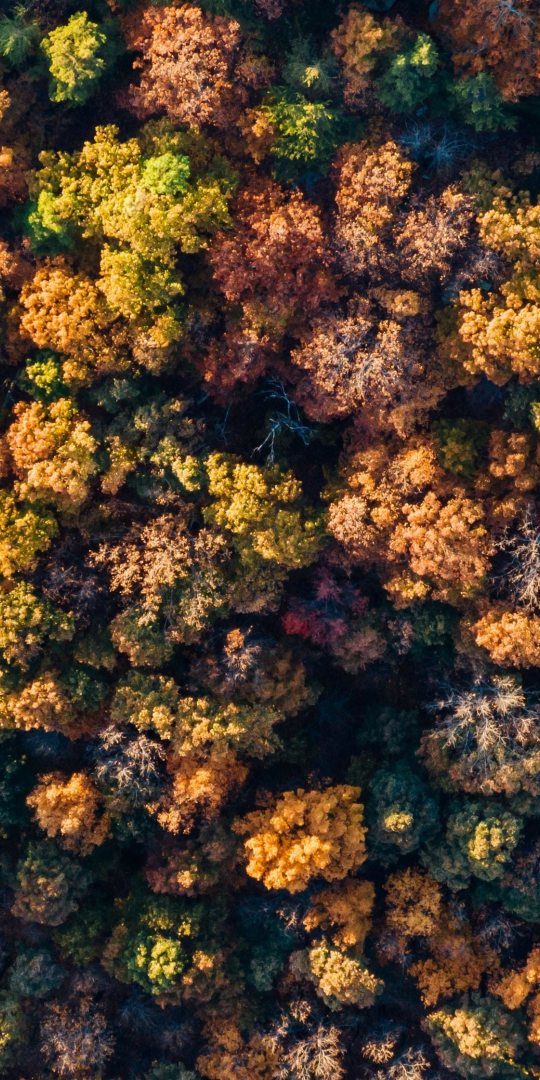 Fall, autumn, aerial view, trees, nature, 1080x2160 wallpaper
