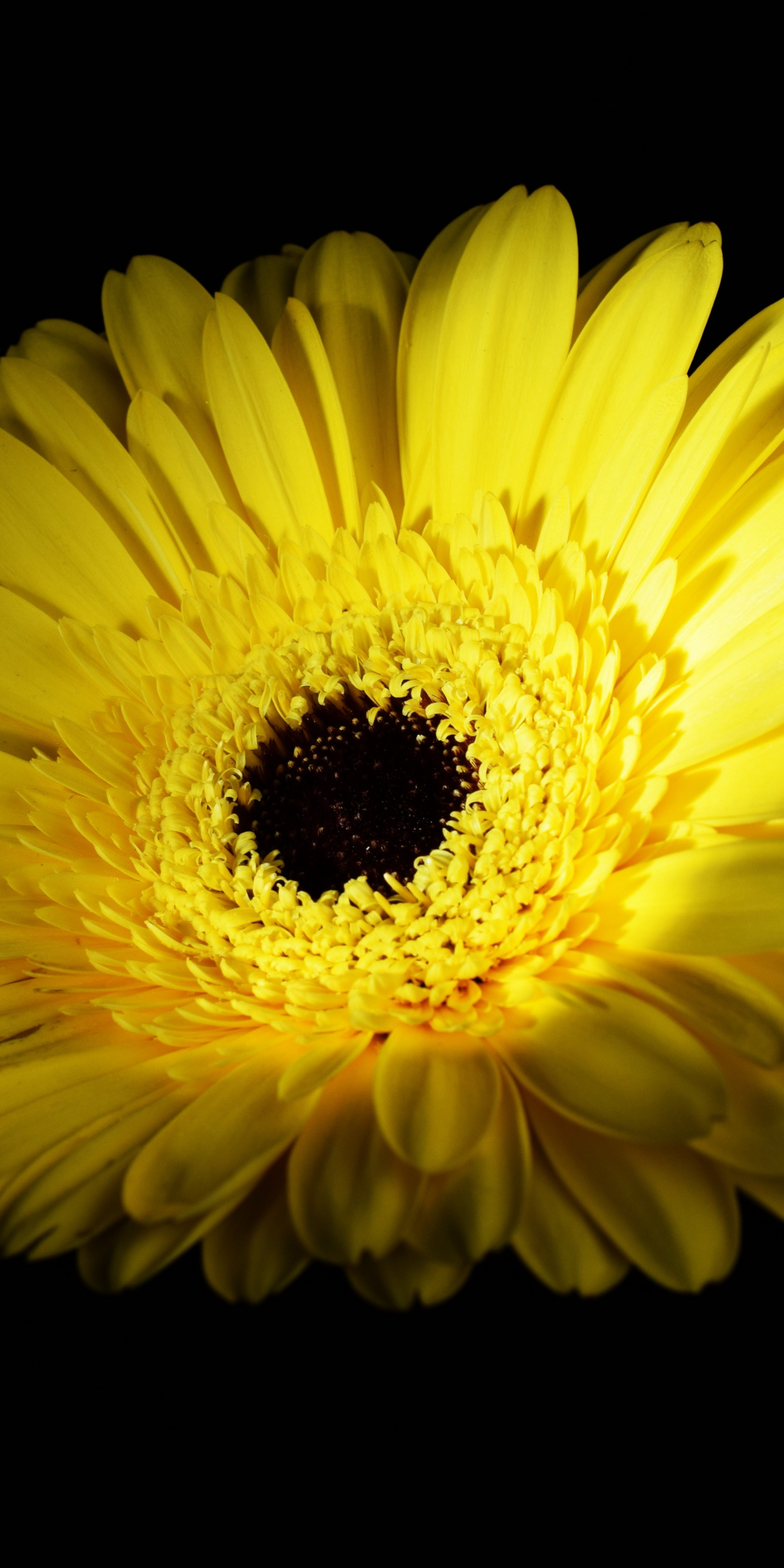 Yellow flower, Gerbera, close up, 1080x2160 wallpaper