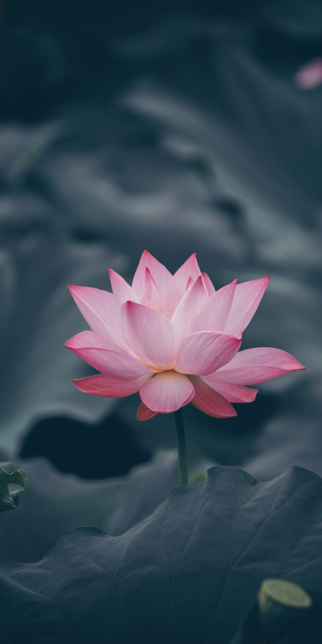 Pink lotus, flower, bloom, 1080x2160 wallpaper