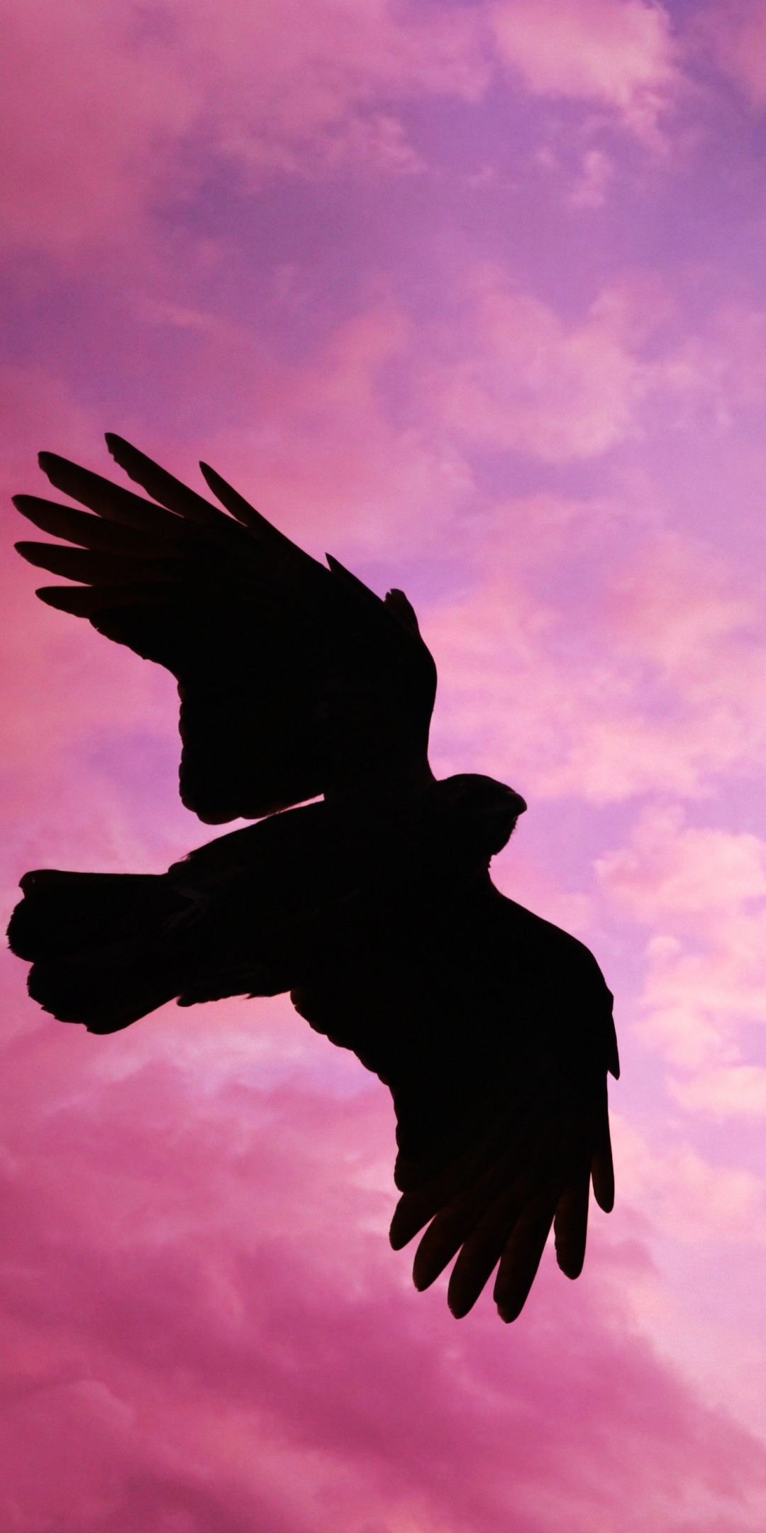 Bird, flight, sunset, sky, silhouette, 1080x2160 wallpaper