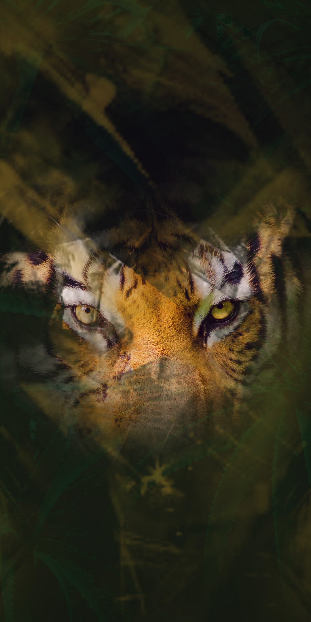 Tiger, stare, eyes, glance, predator, 1080x2160 wallpaper